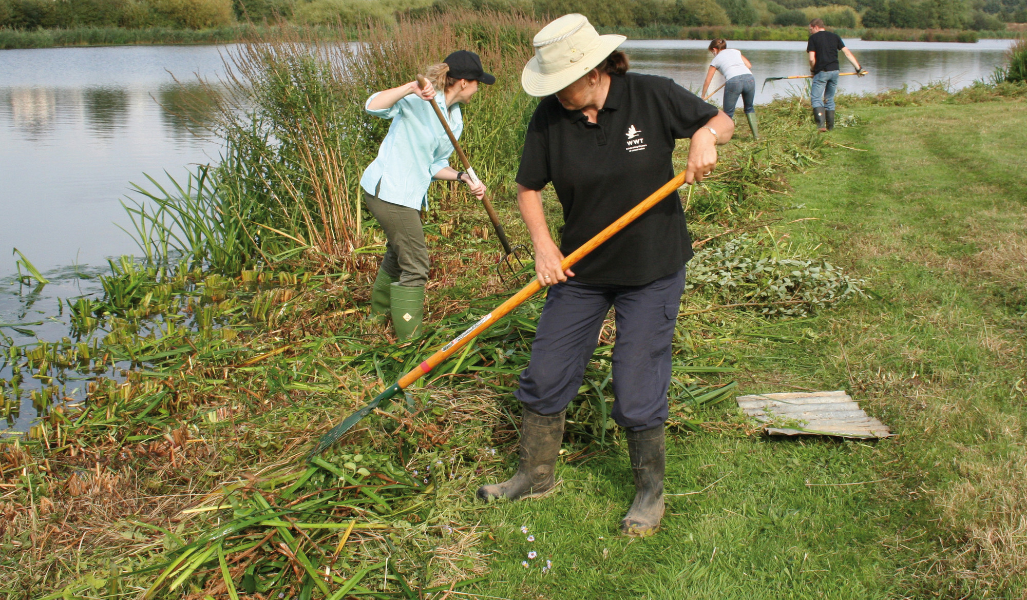 Reed clearing at WWT London Wetland Centre