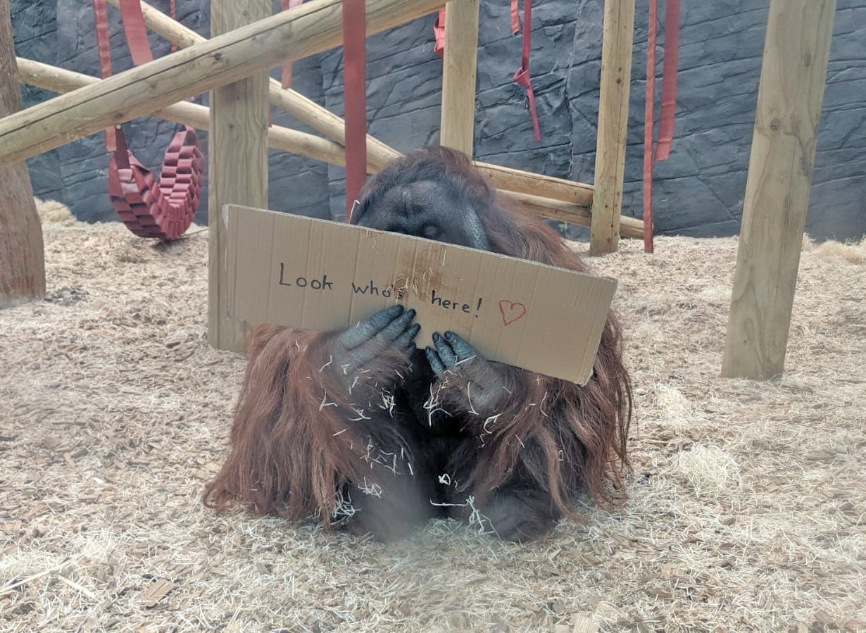 Tiga the orangutan