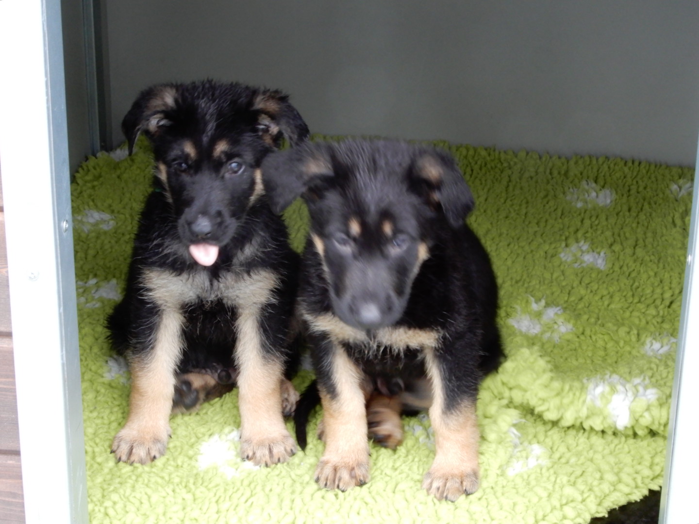 Some of the puppies named in honour of Sgt Mata Ratana
