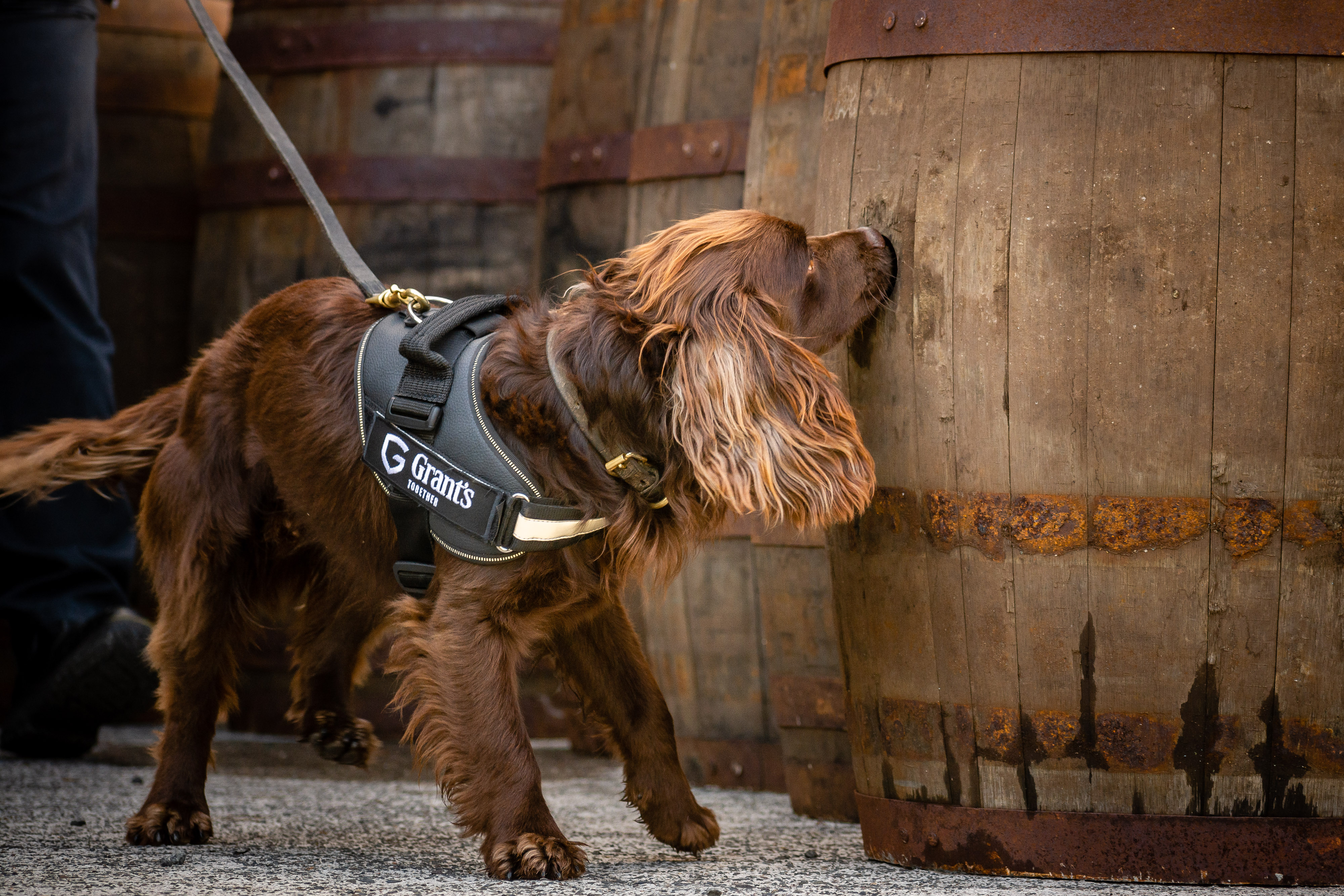 Rocco the sniffer dog at Grant's Whisky distillery