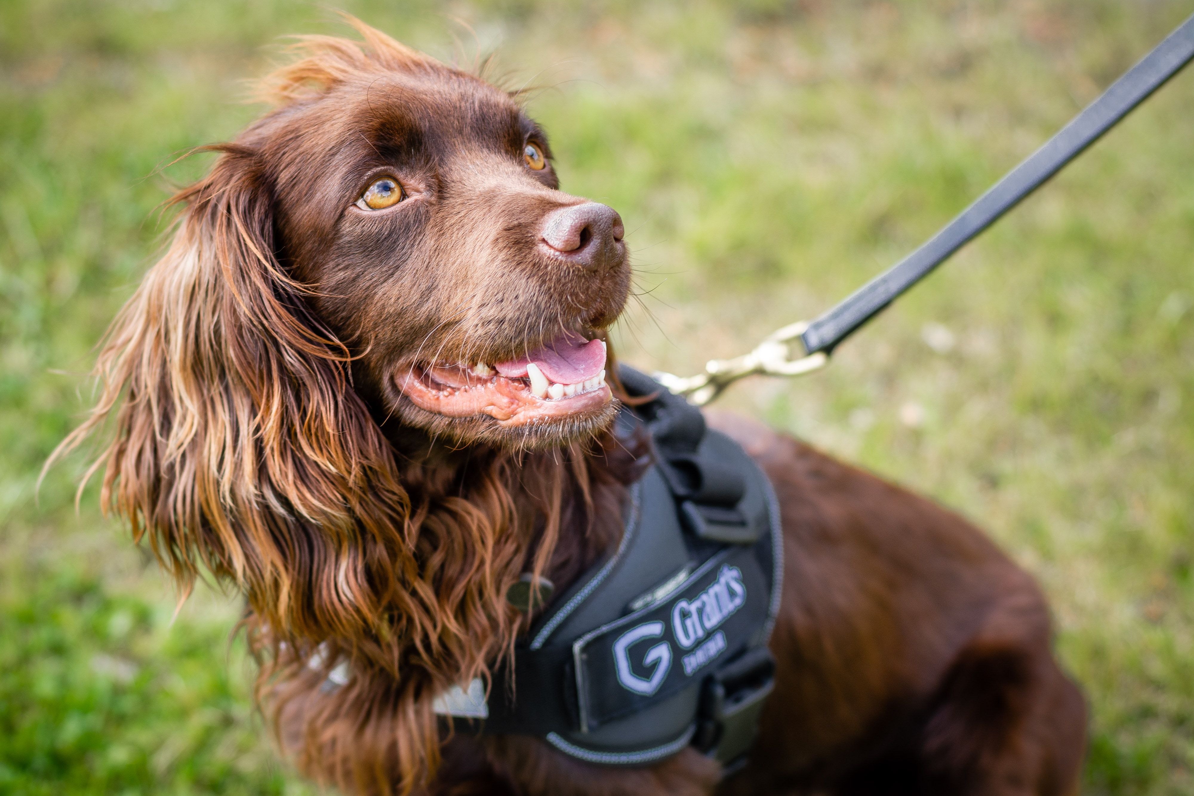 Rocco the sniffer dog at Grant's Whisky distillery