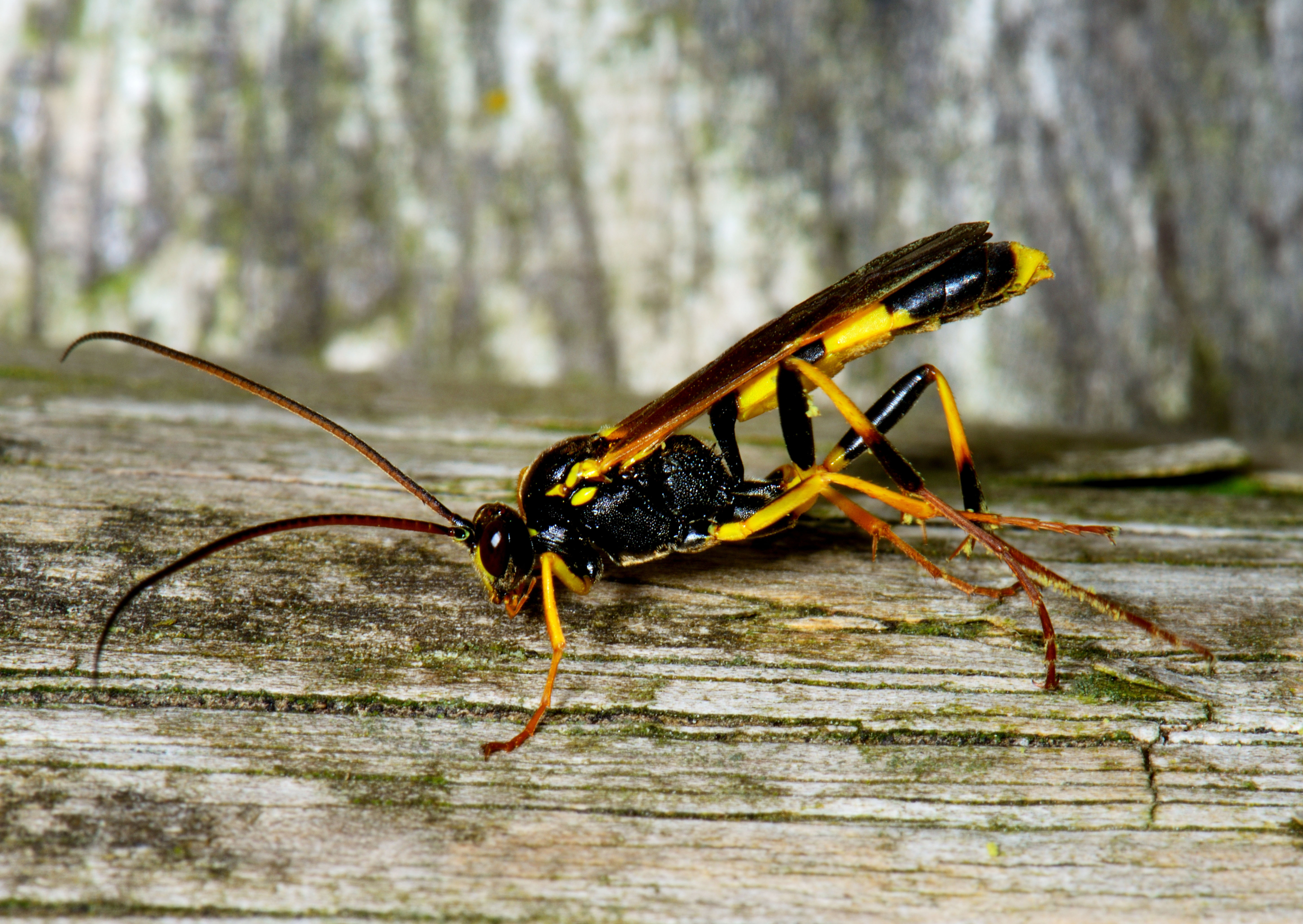 Parasitoid wasps help control green and blackfly (Alamy/PA)