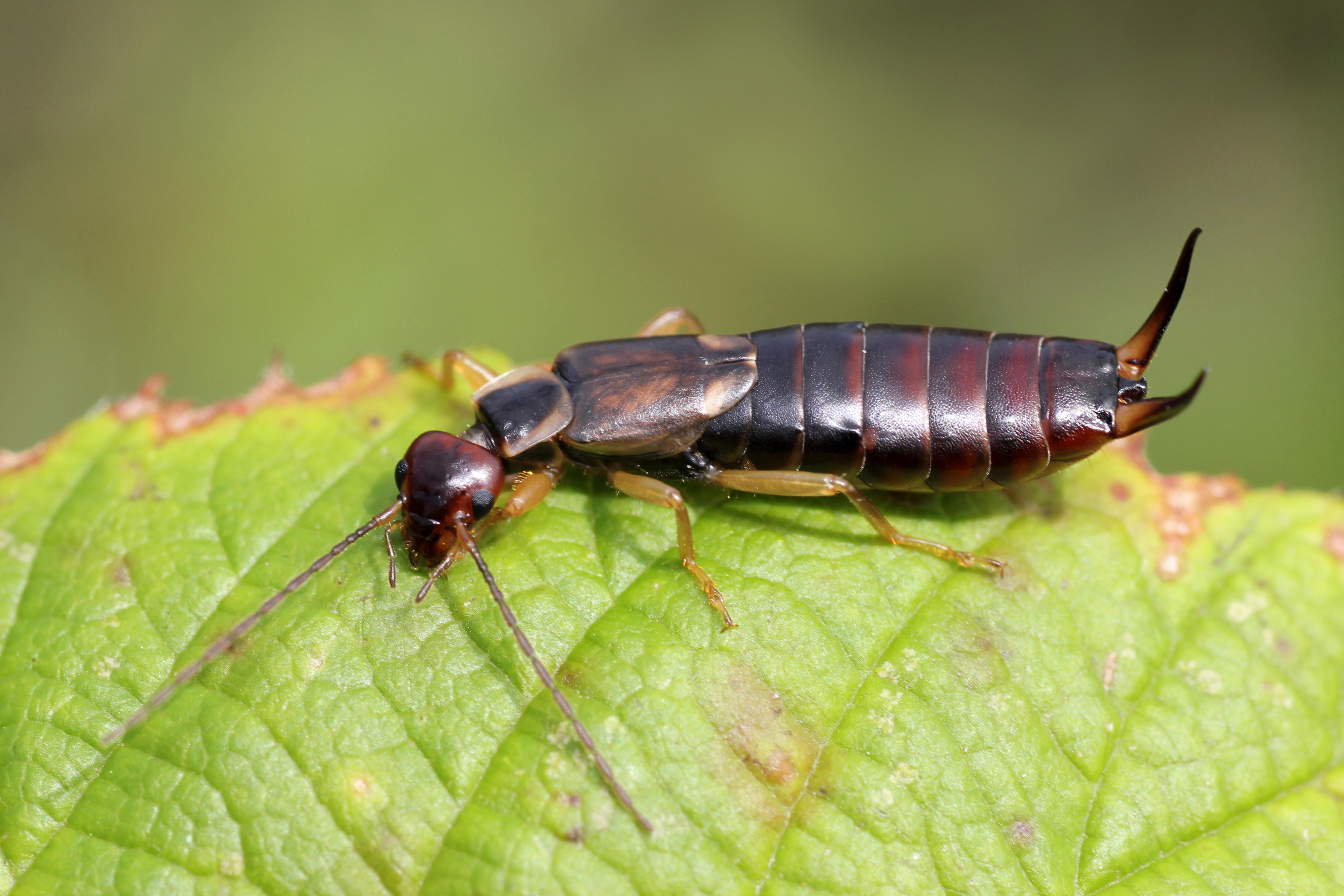 Common earwig (Alamy/PA)