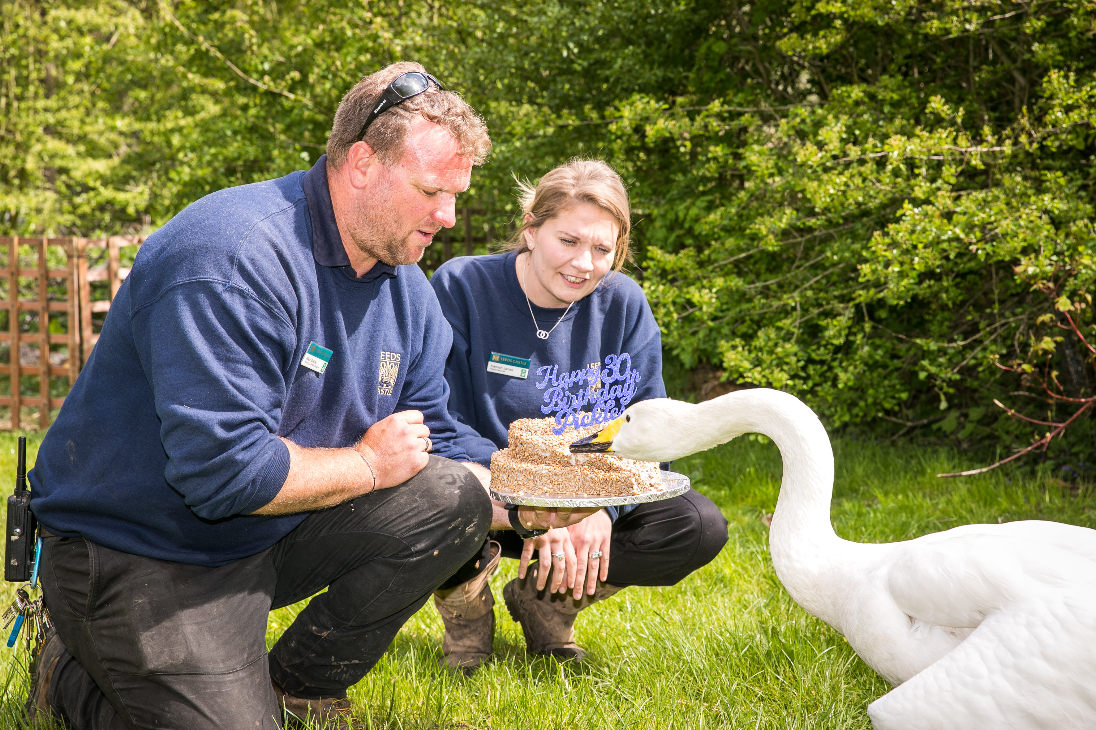 Pickles the swan