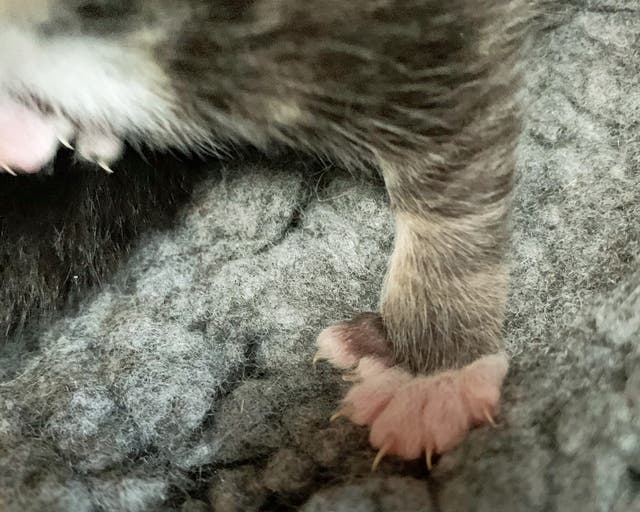 Trio of kittens born with a total of twelve extra toes Shropshire Star