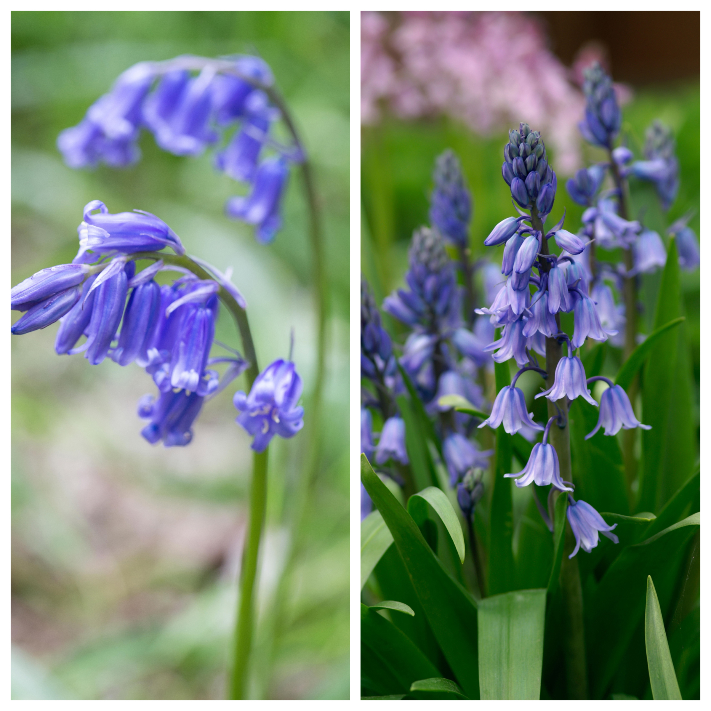 The native bluebell (left) compared with the Spanish bluebell (right) (Alamy/PA)