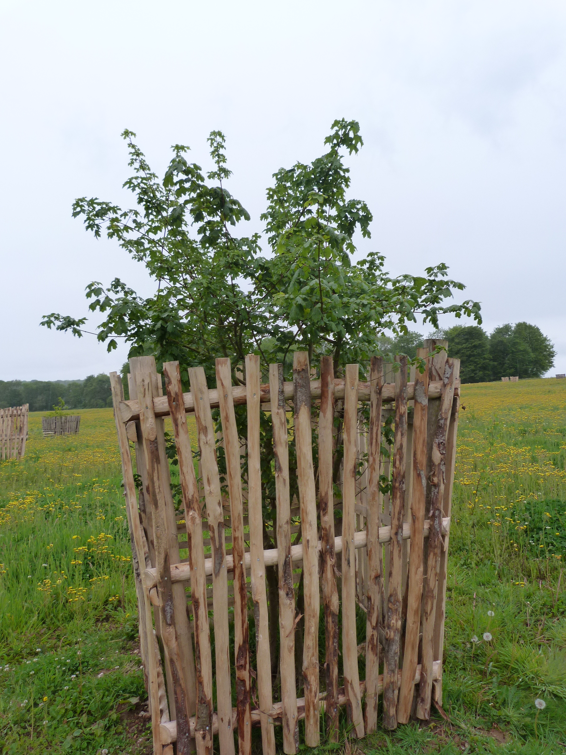 Chestnut crates protected young trees on the South Downs (National Trust/PA)