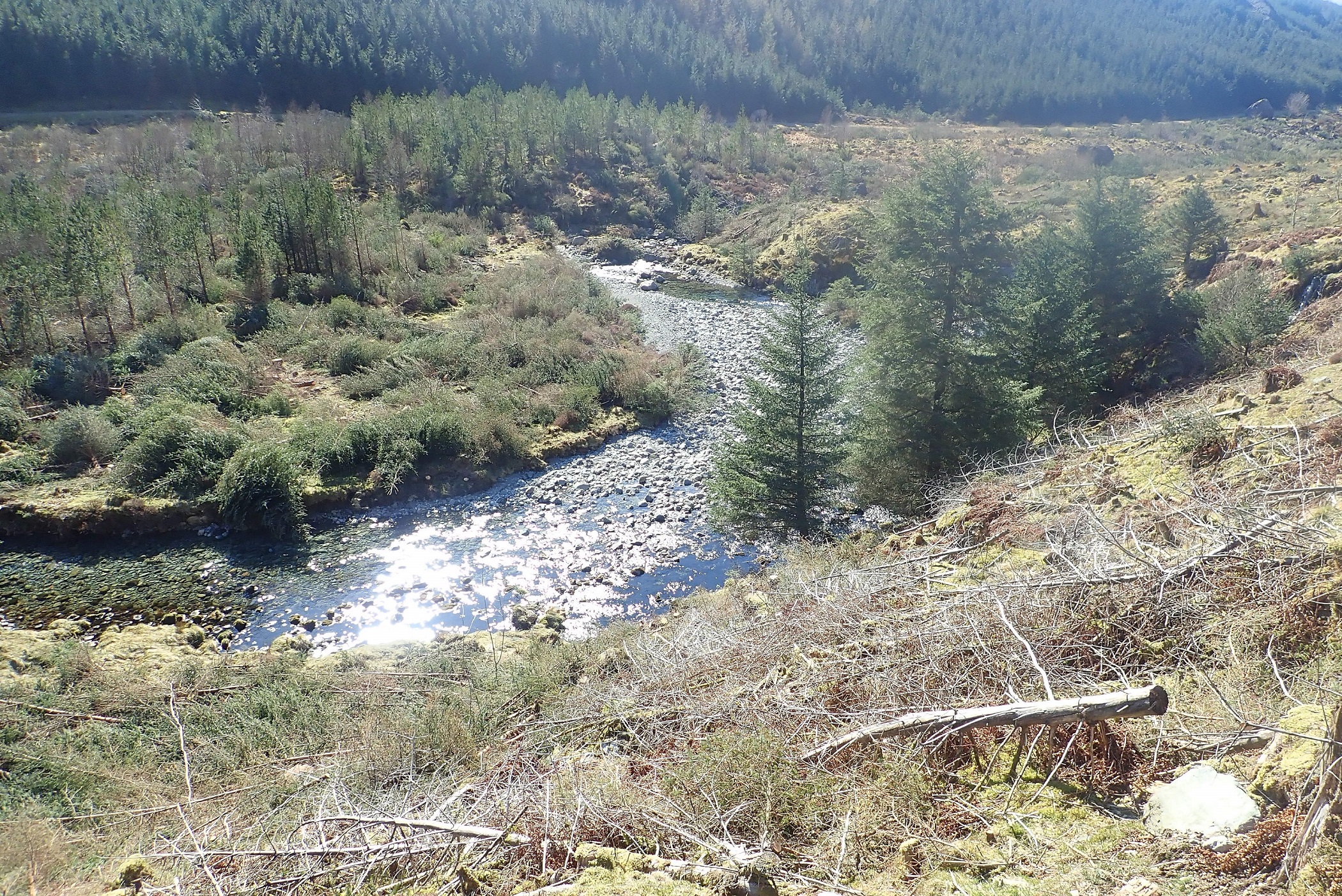 Conifer clearance on River Liza, Ennerdale, where some native trees are being planted in the felled conifer brash (National Trust/PA)