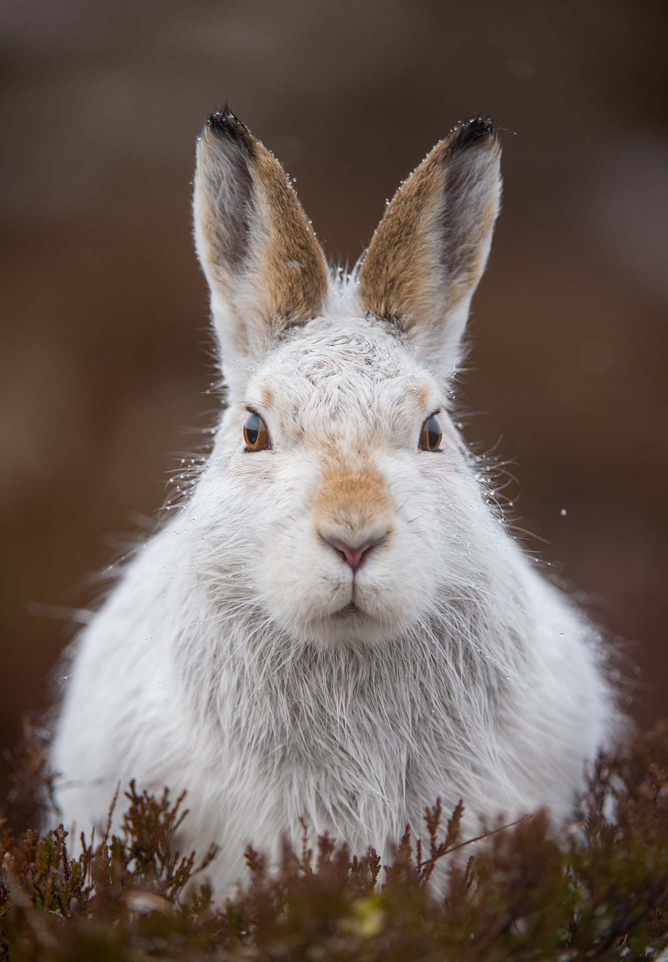 Mountain Hare in Scotland