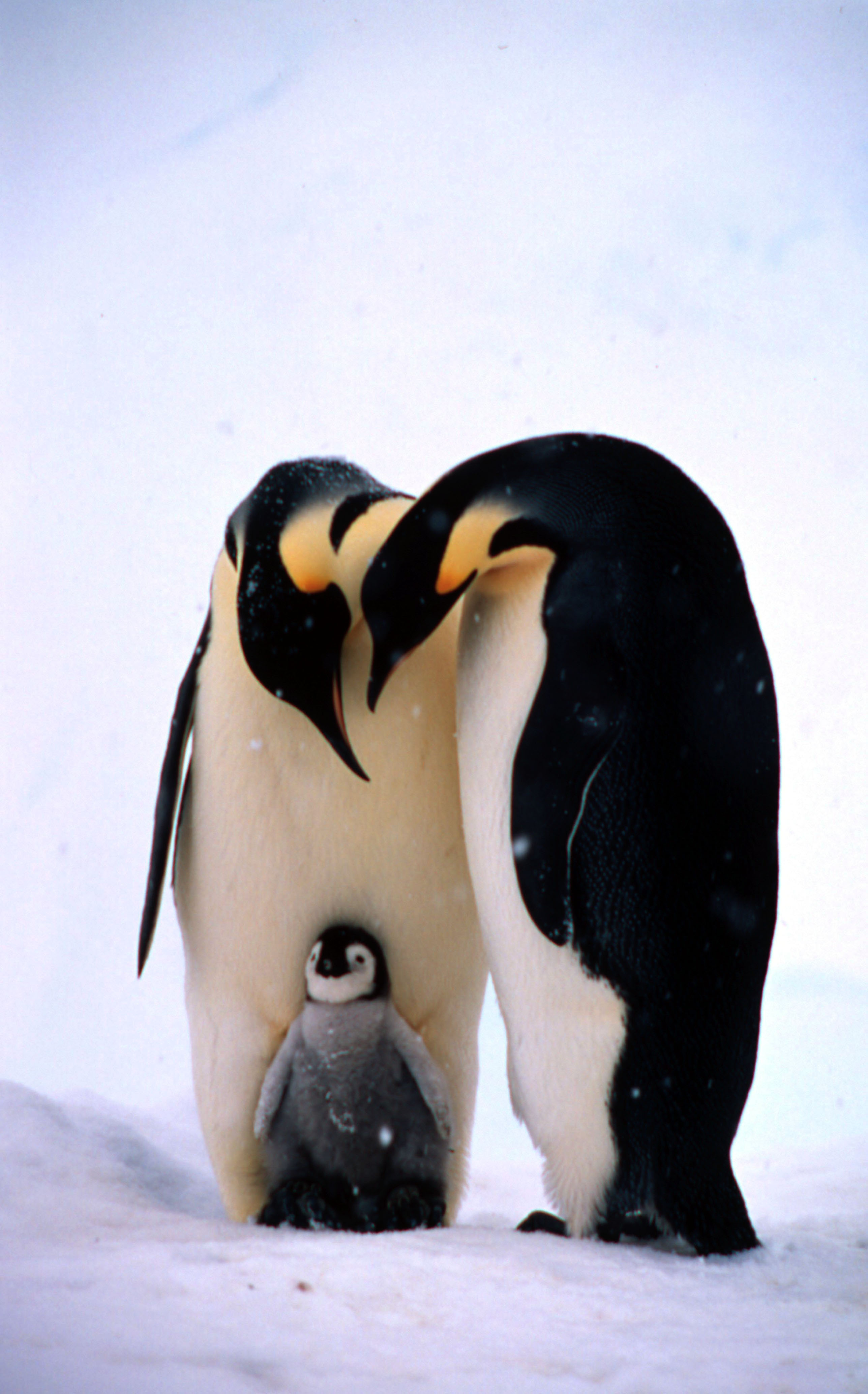Emperor penguin adults and chick (Fritz Pölking/WWF/PA)
