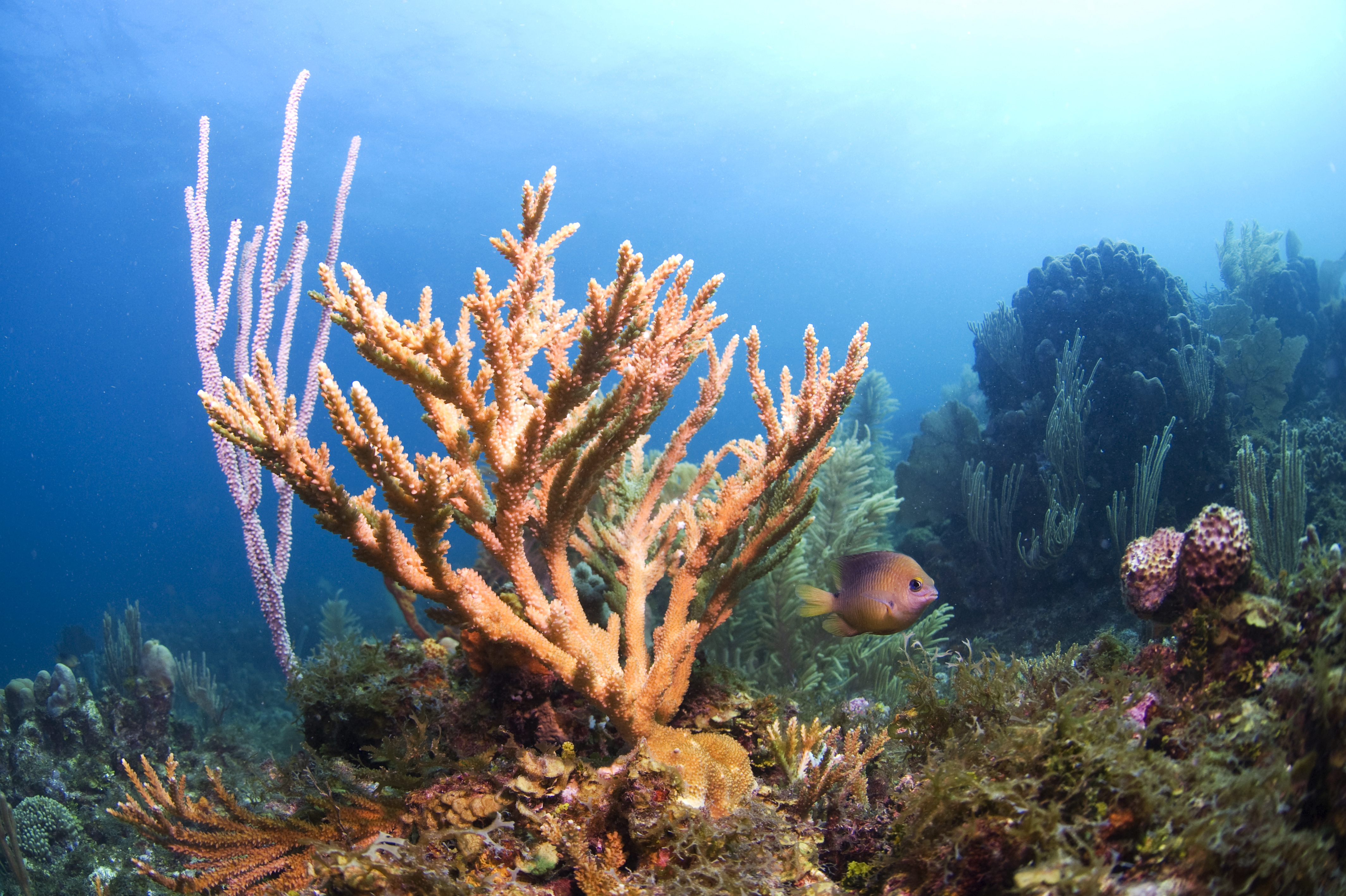 Staghorn Coral with Damselfish on the coral reef in Cordelia Bank. Roatan, Bay Islands, Honduras, Central America (Antonio Busiello/WWF-US/PA)