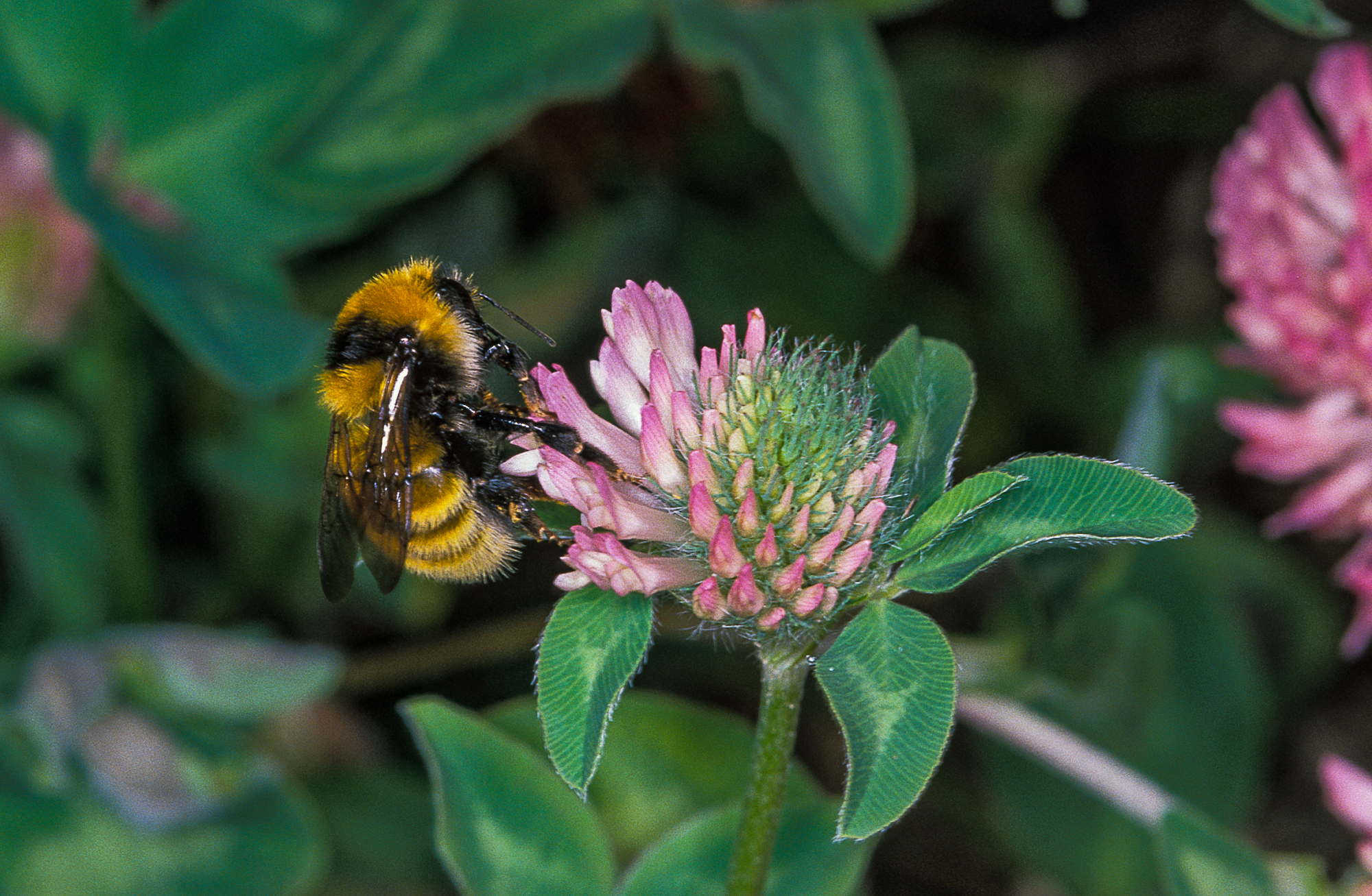 A great yellow bumblebee on a red clover