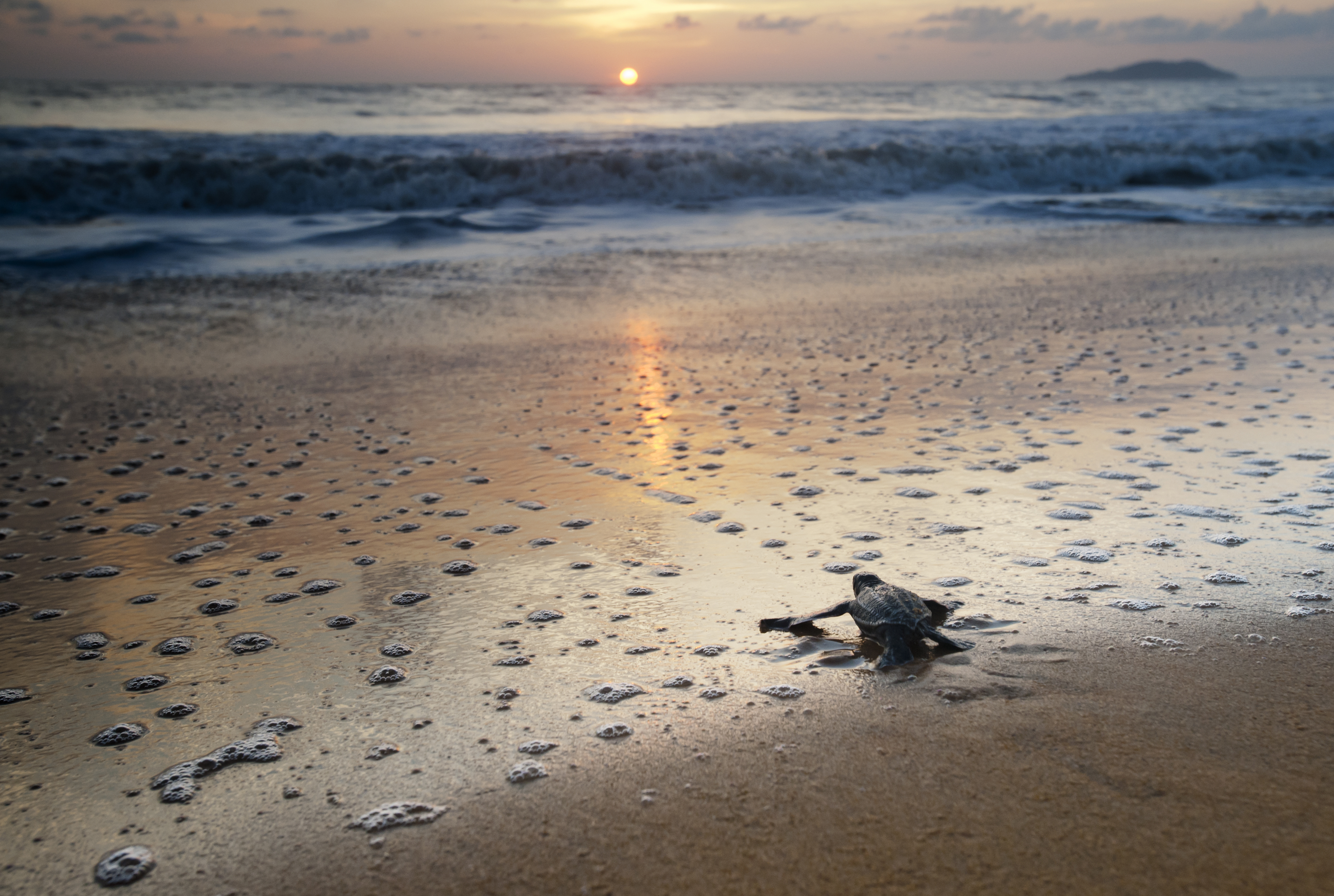 Leatherback Turtle Hatchling on a beach