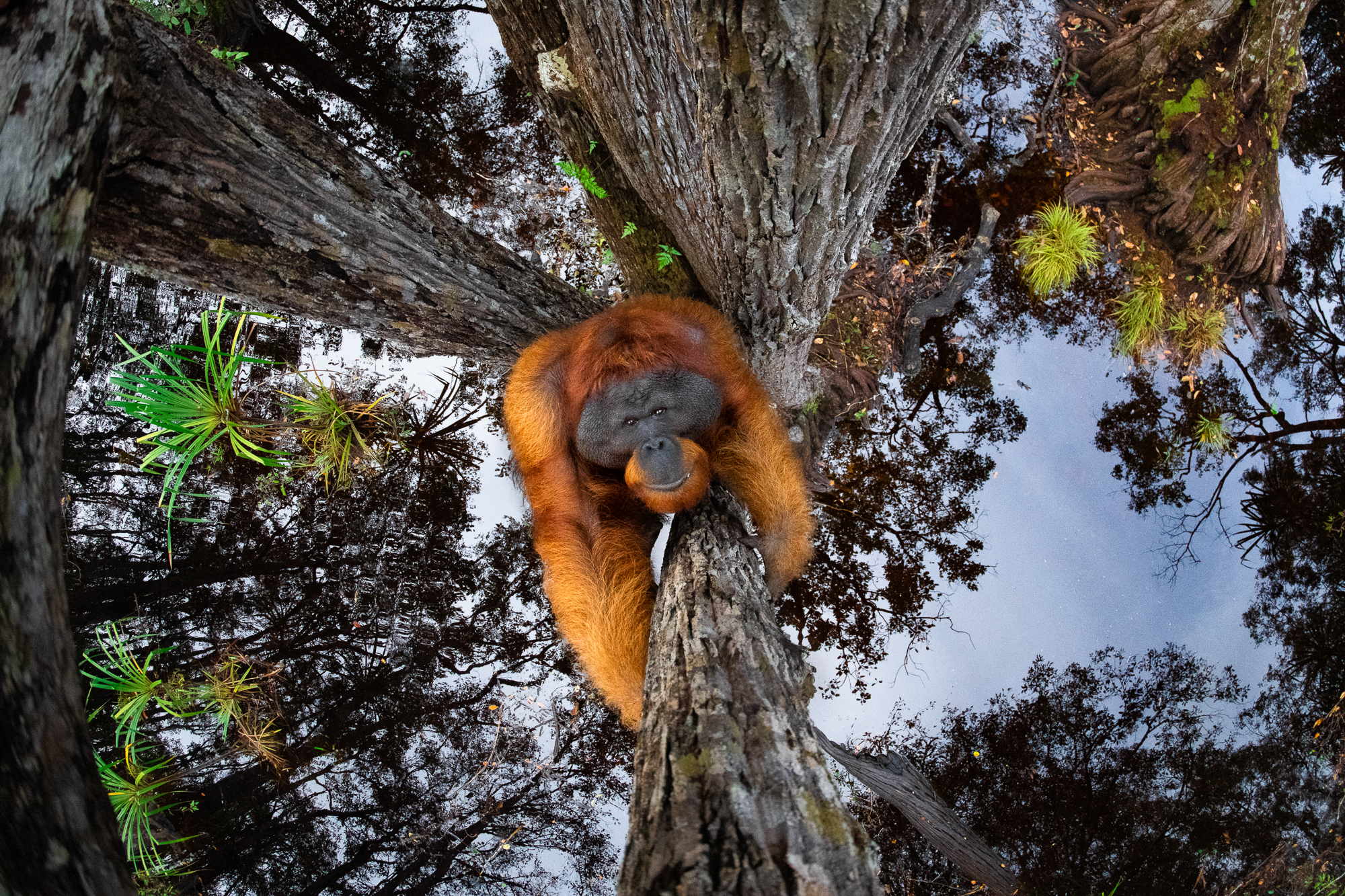 orangutan in tree