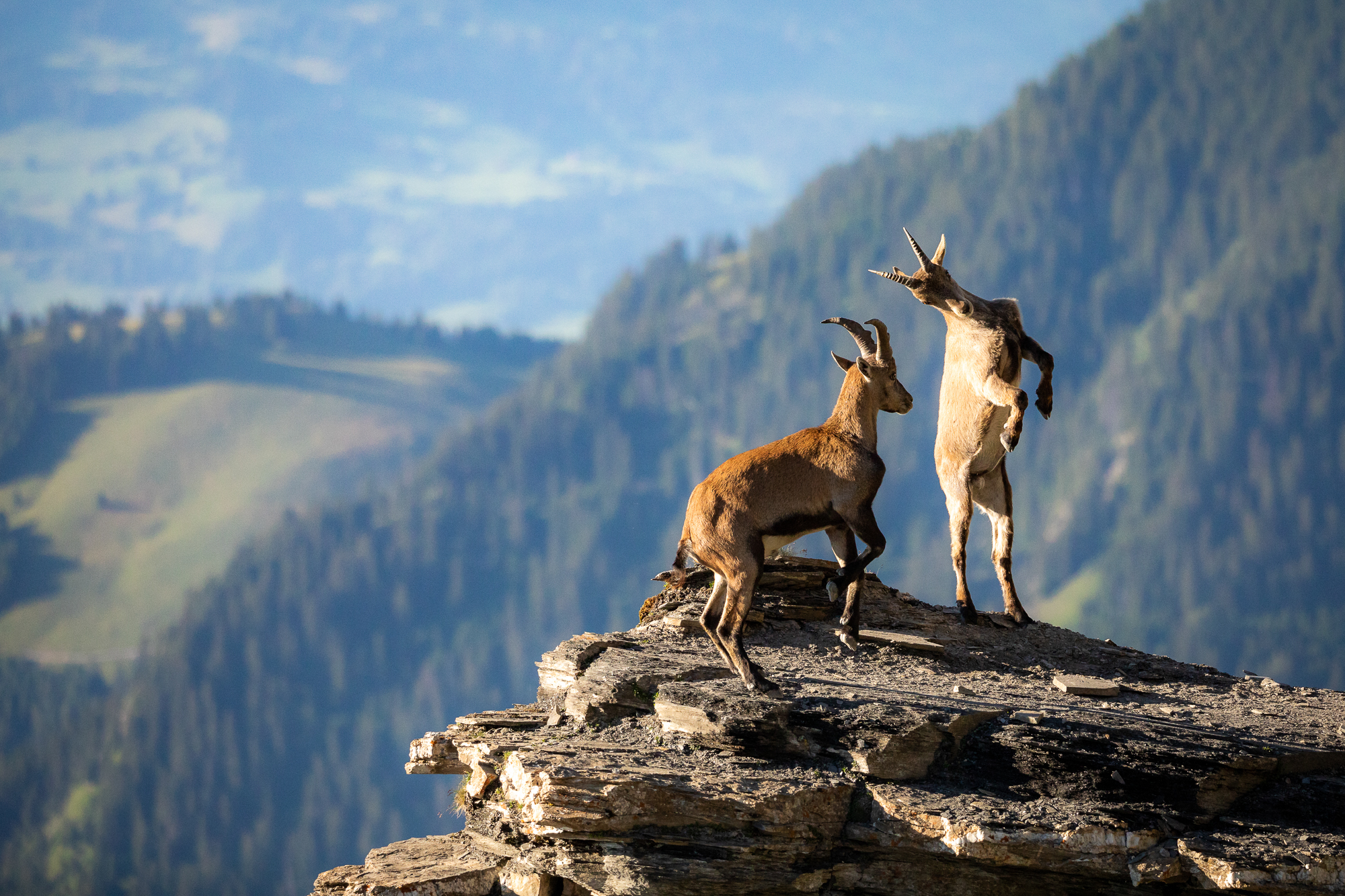 Two young mountain goats