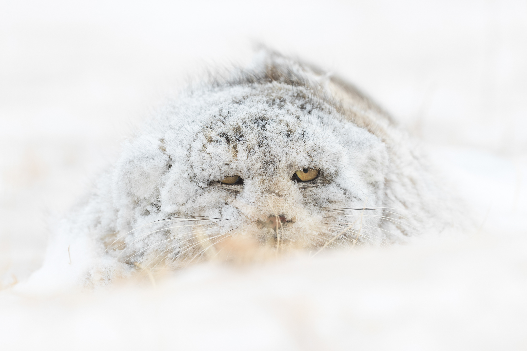 A rare Pallas' Cat