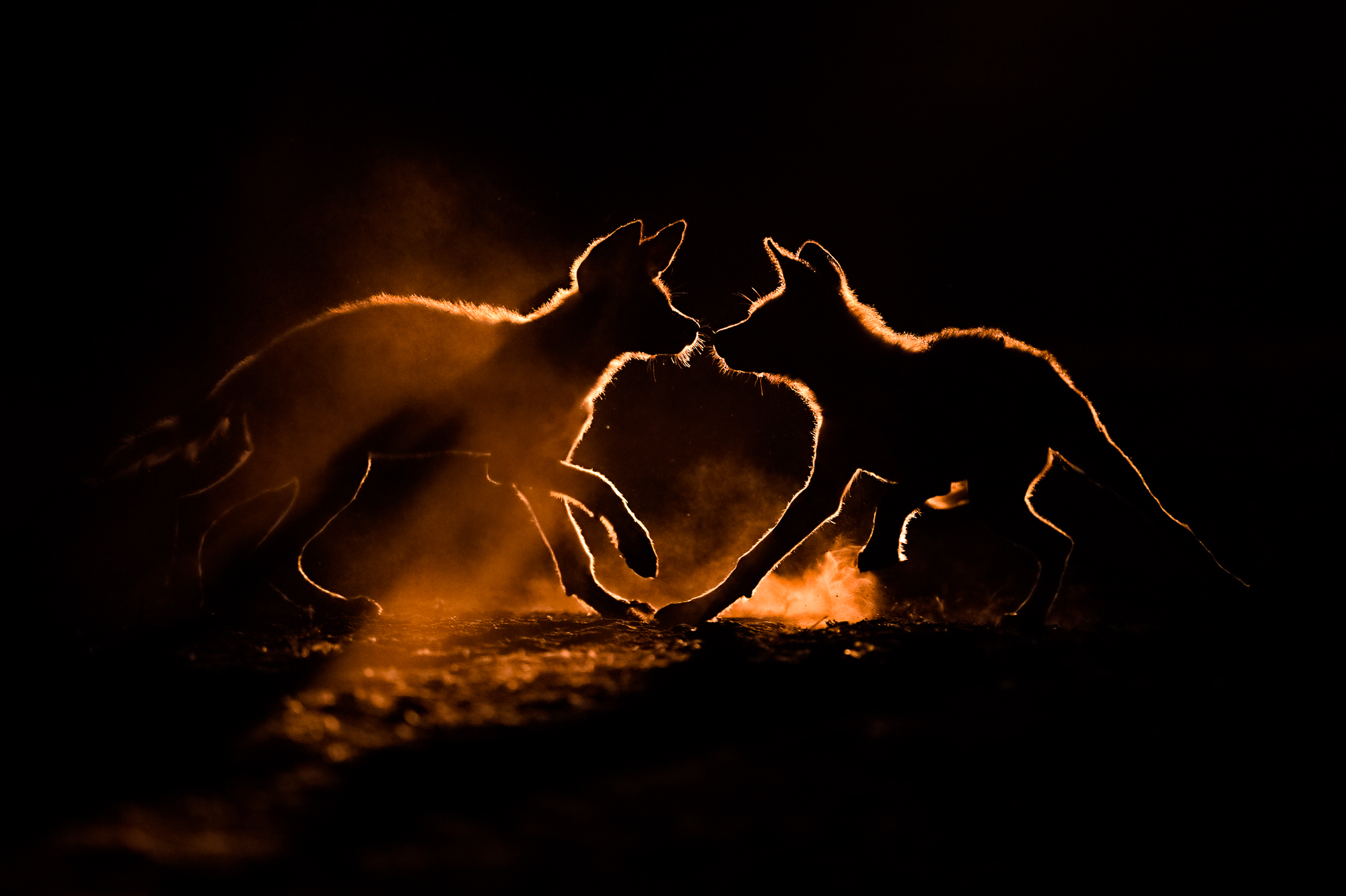 Wild dog puppies playing 