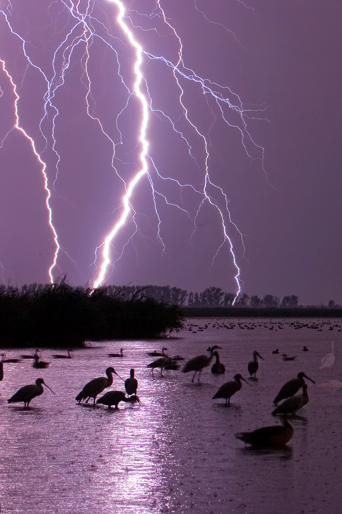 Wading birds illuminated by flashes of forked lightning