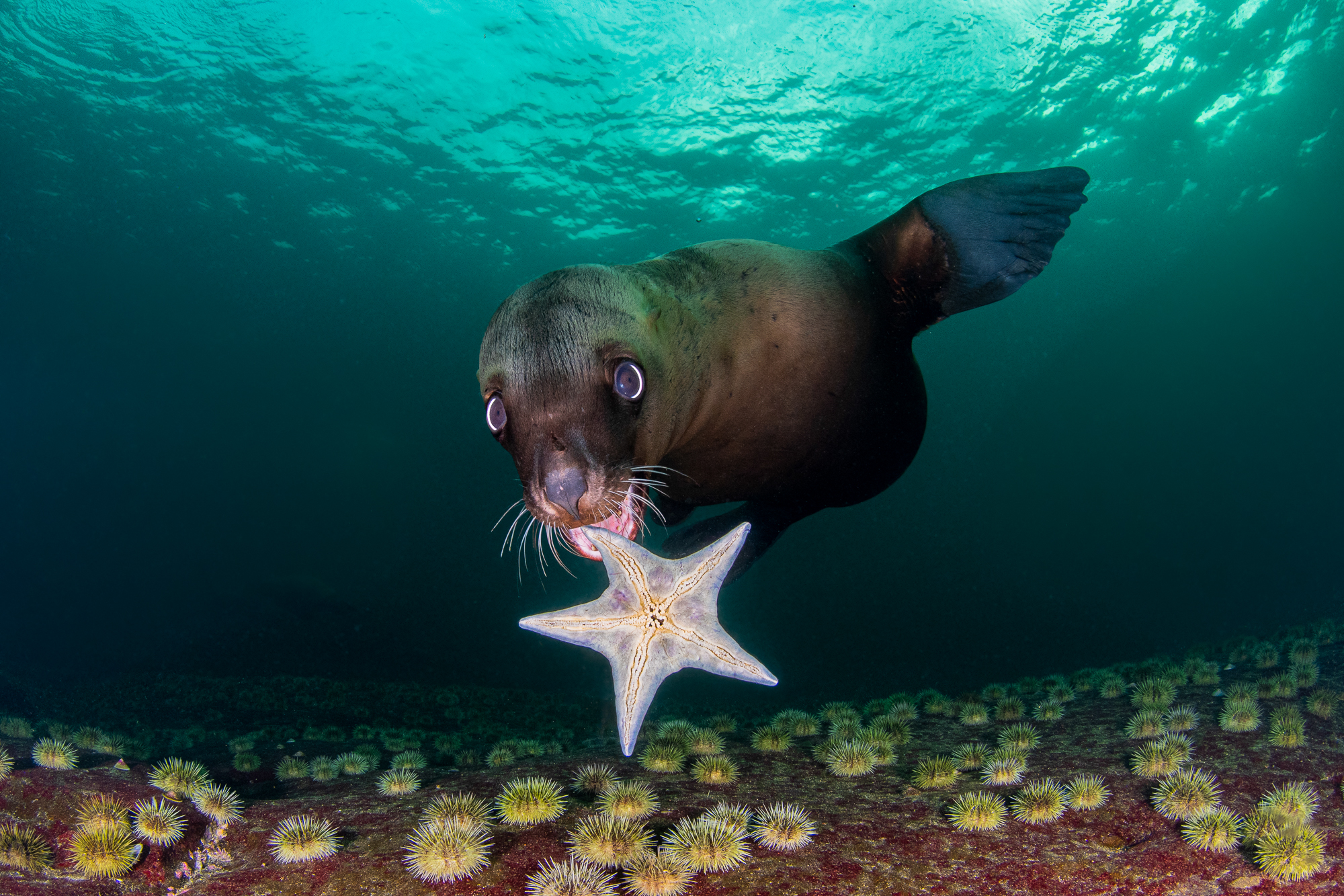 A Steller sea lion 