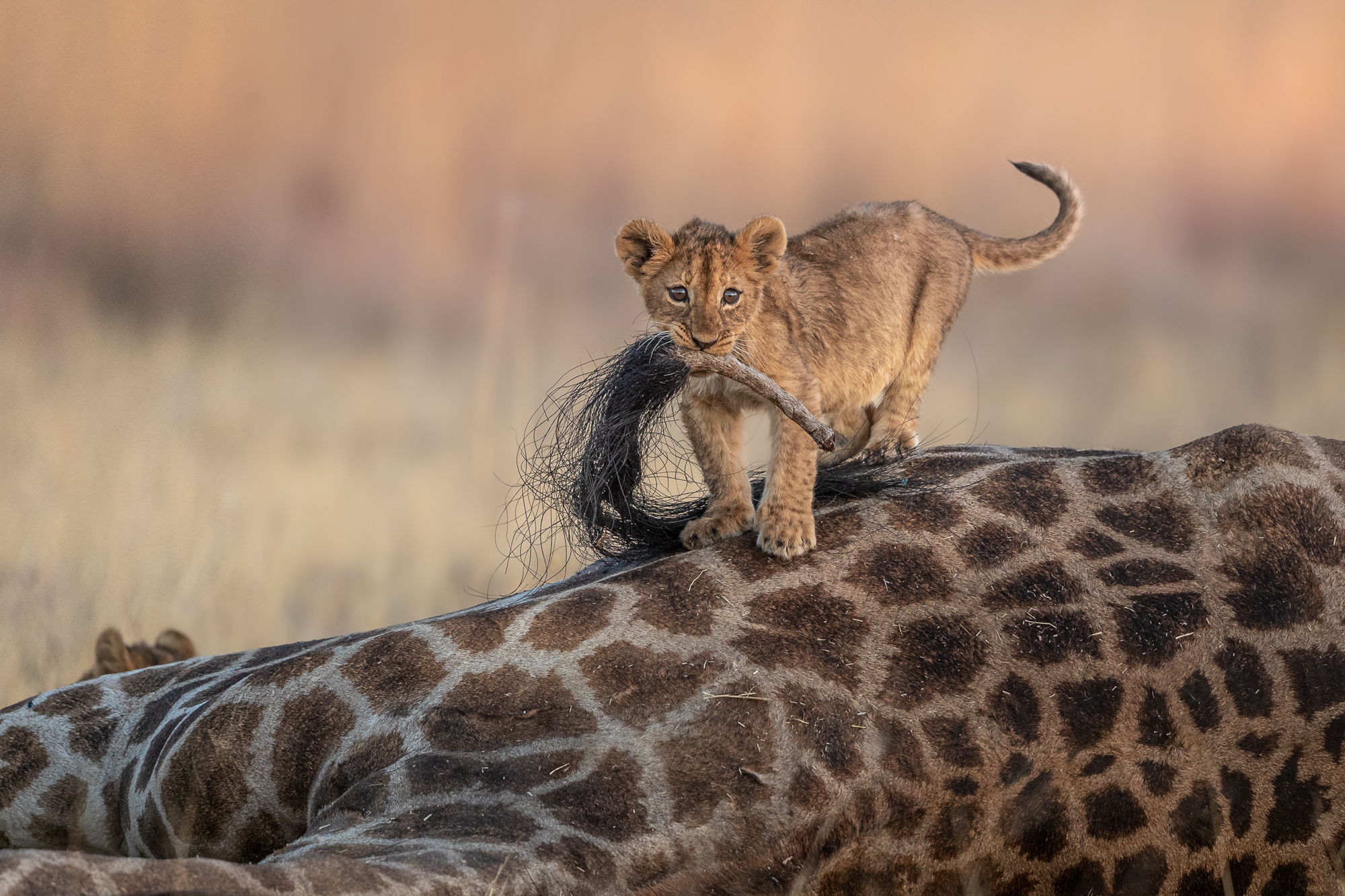 A lion cub 