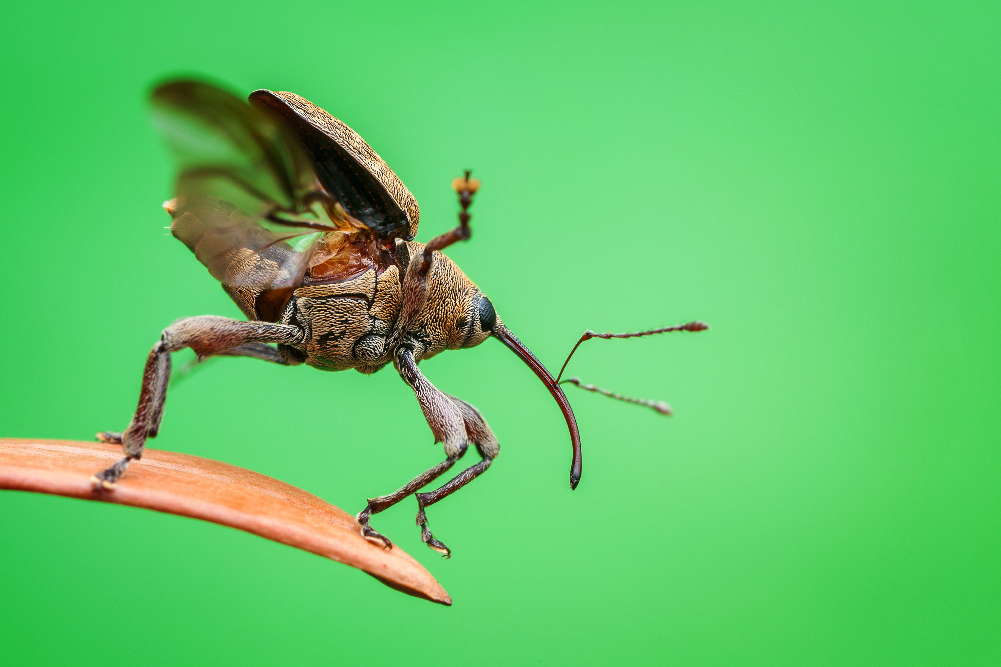 An acorn weevil 