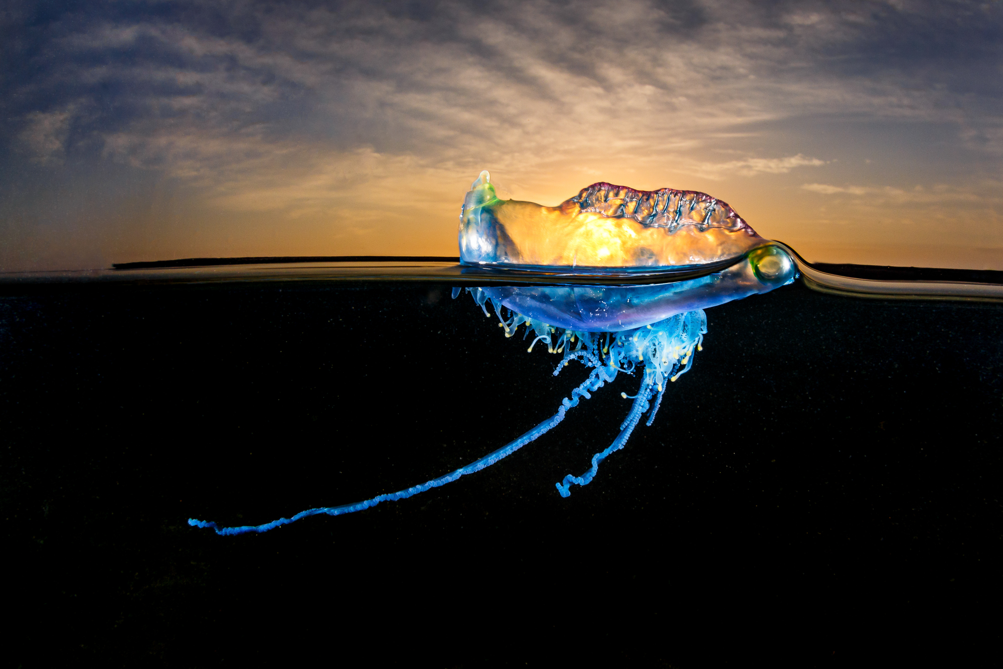A bluebottle jellyfish