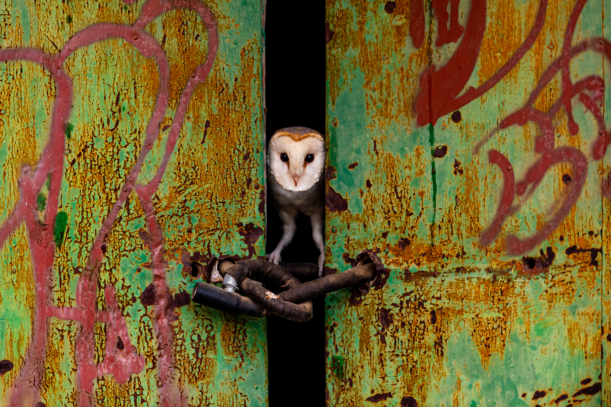 A barn owl 