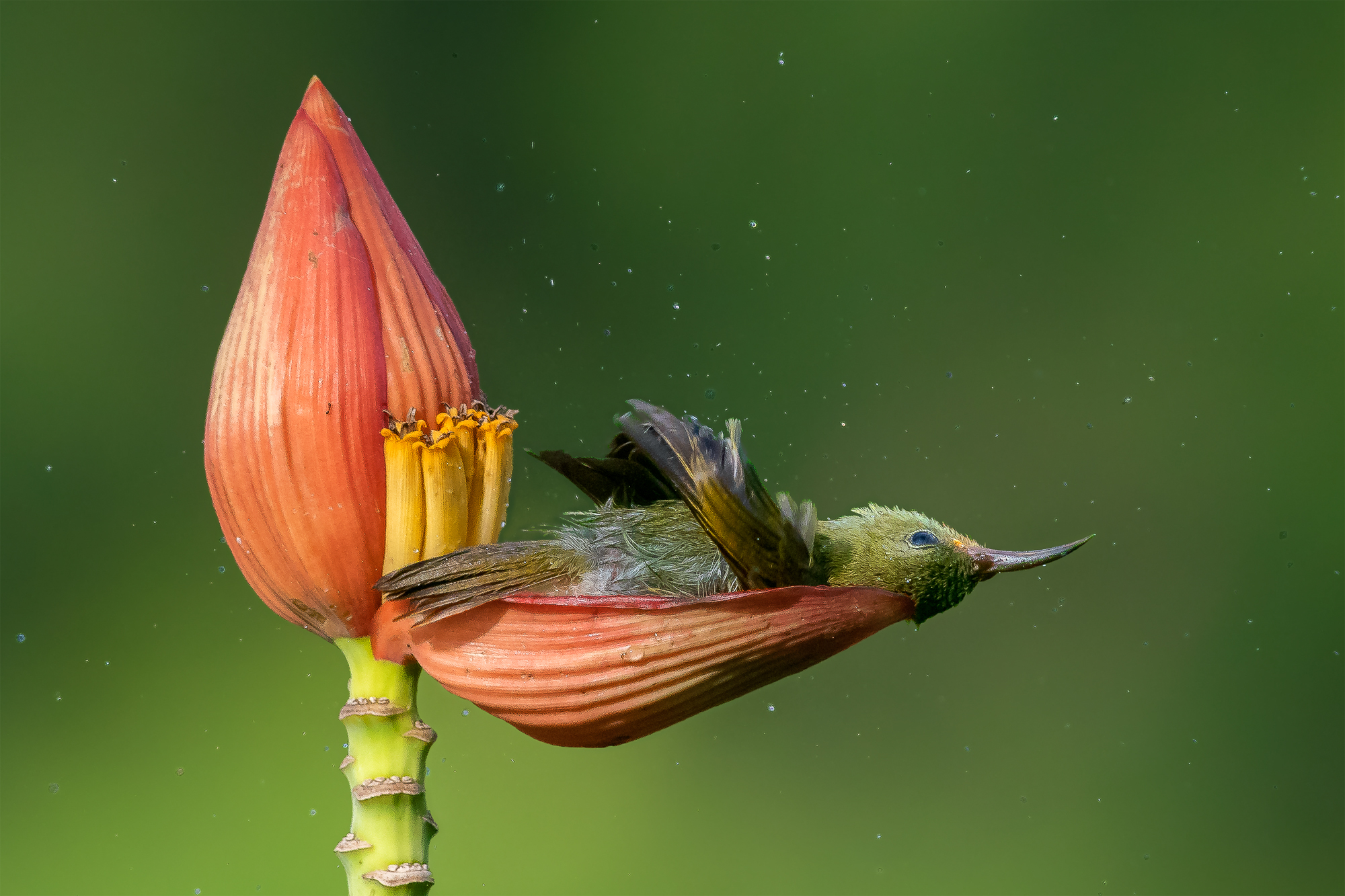 A crimson sunbird 