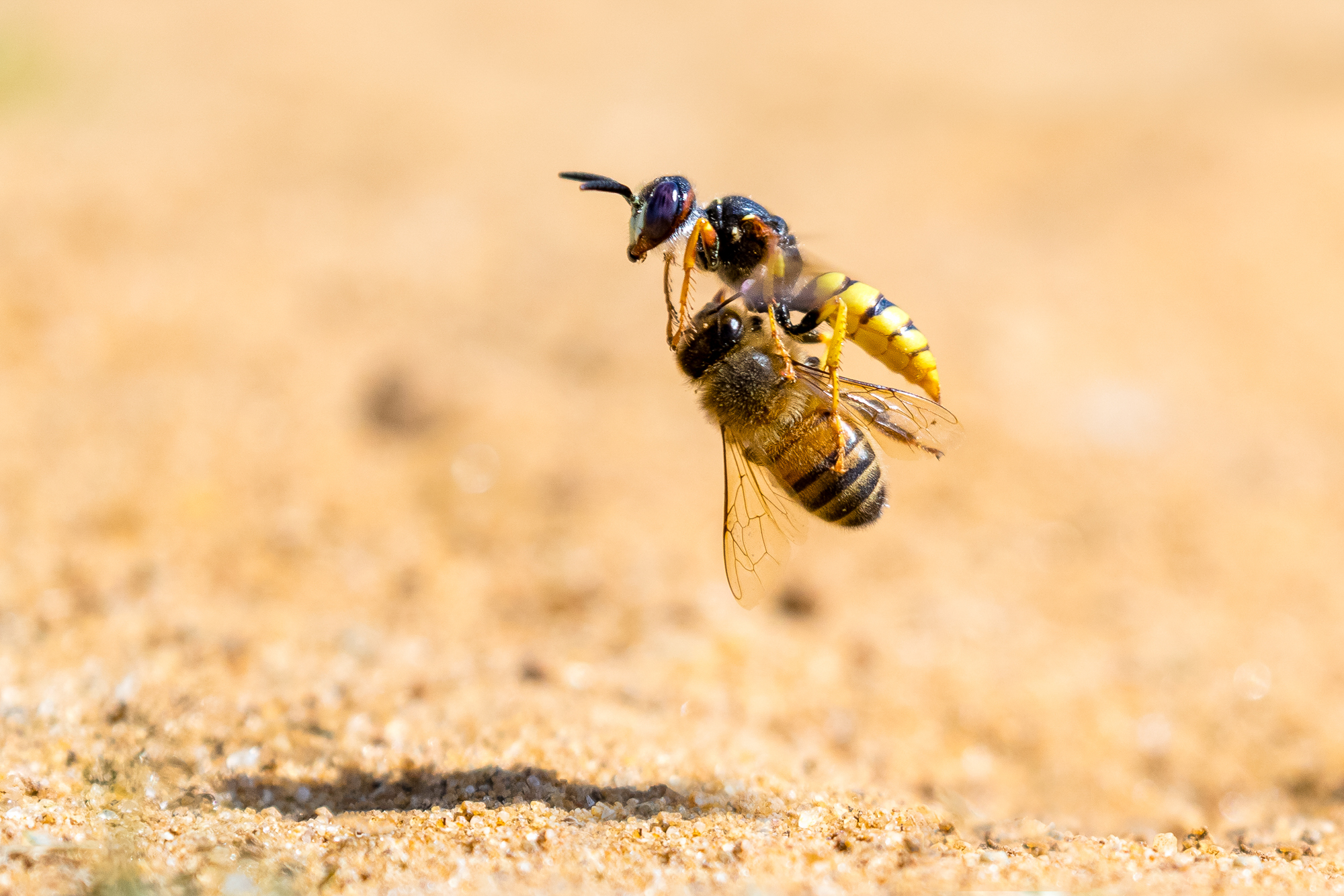 The solitary bee wolf