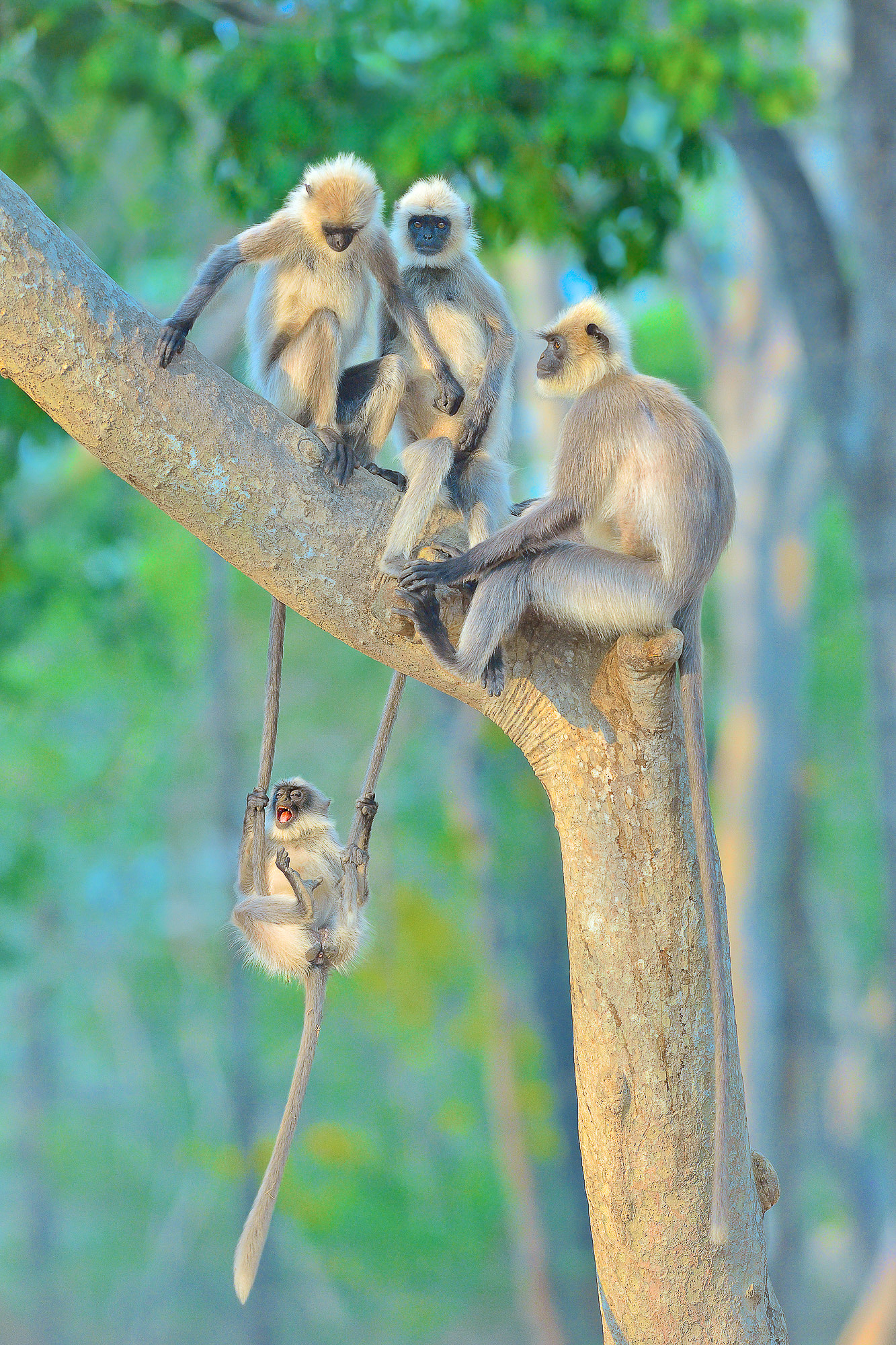 A group of grey langurs