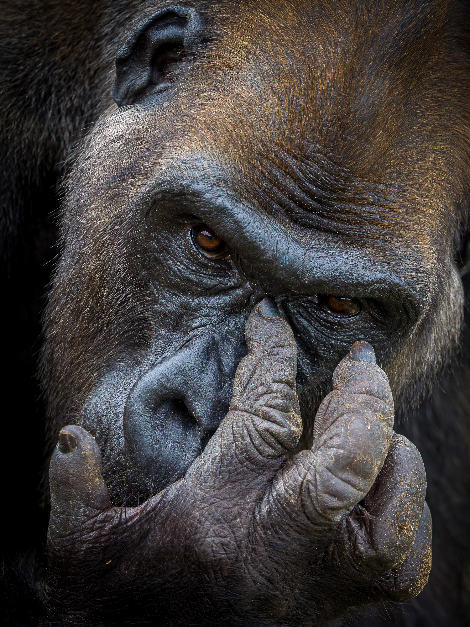 A lowland gorilla