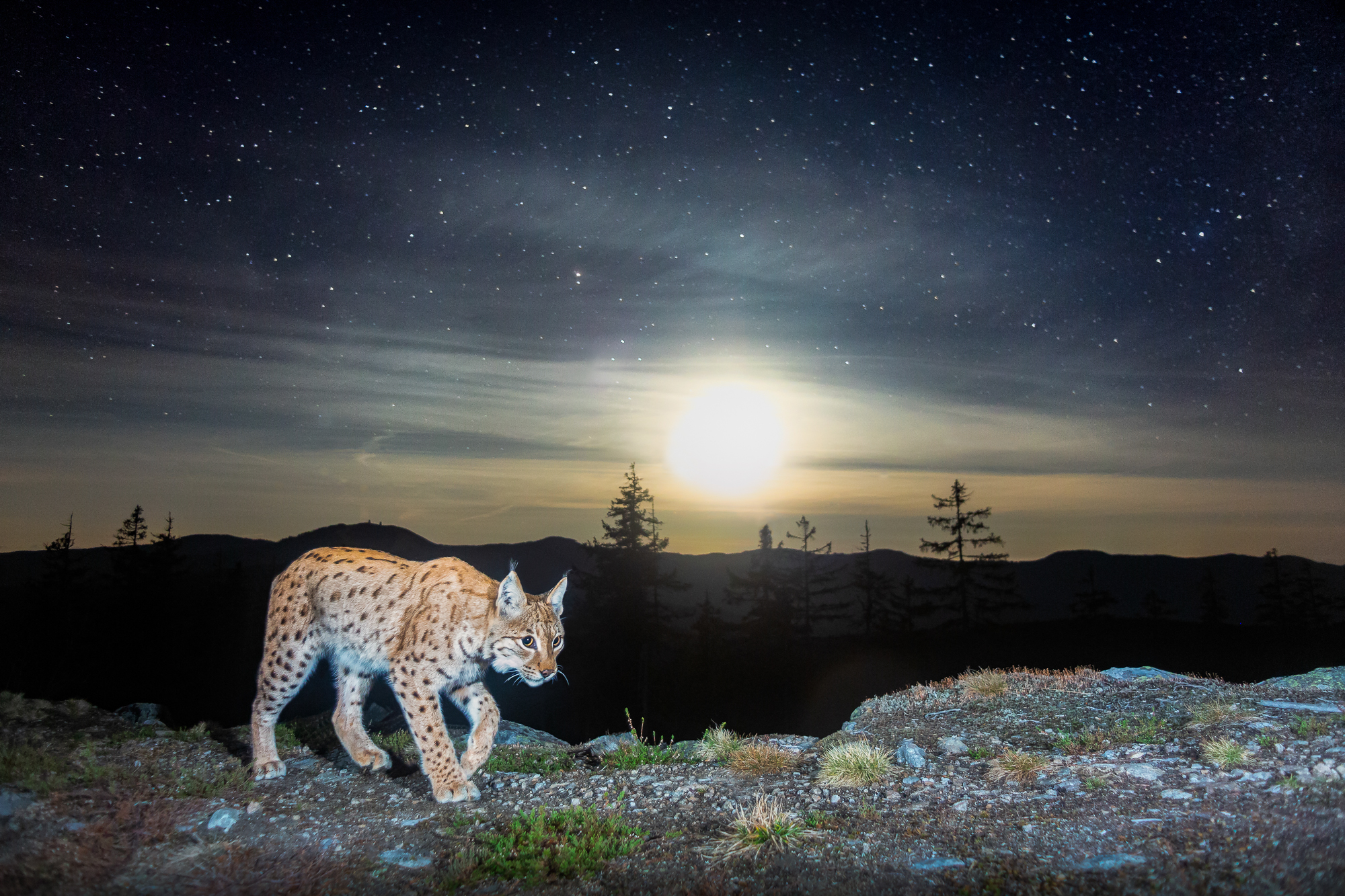 A homemade camera trap captures a roving northern lynx 