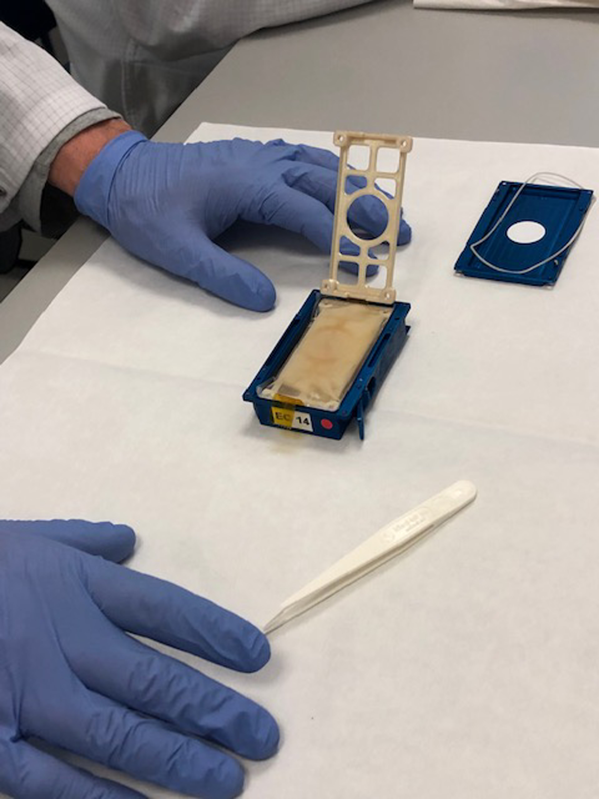 Worm samples being sent to space