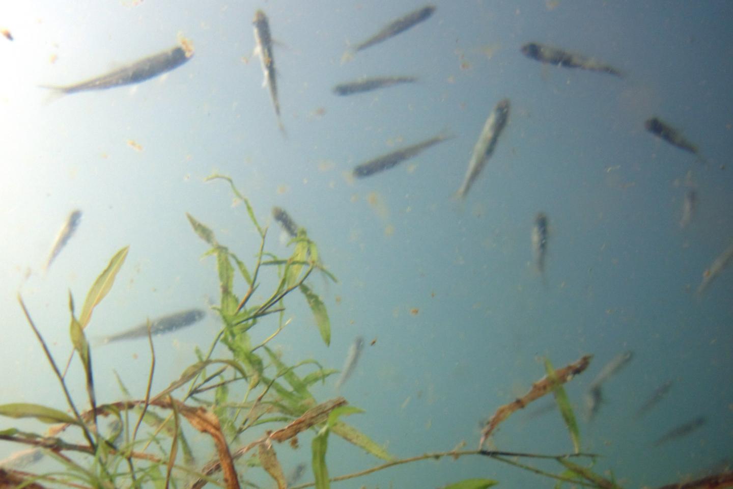 Oxygen levels in the world's temperate freshwater lakes are declining faster than in the oceans 