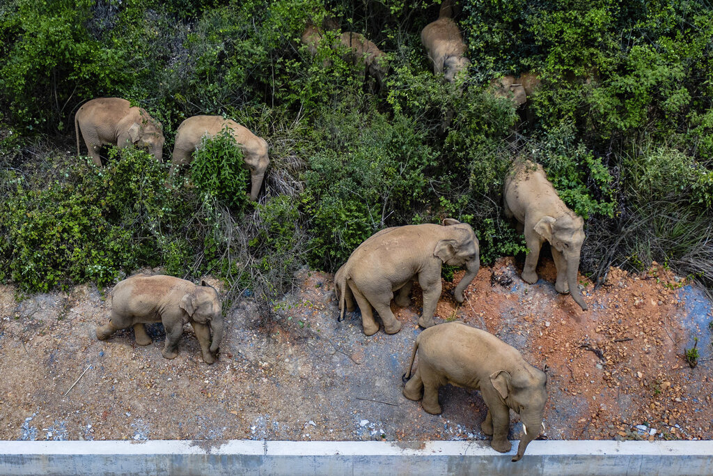 The herd of wild elephants
