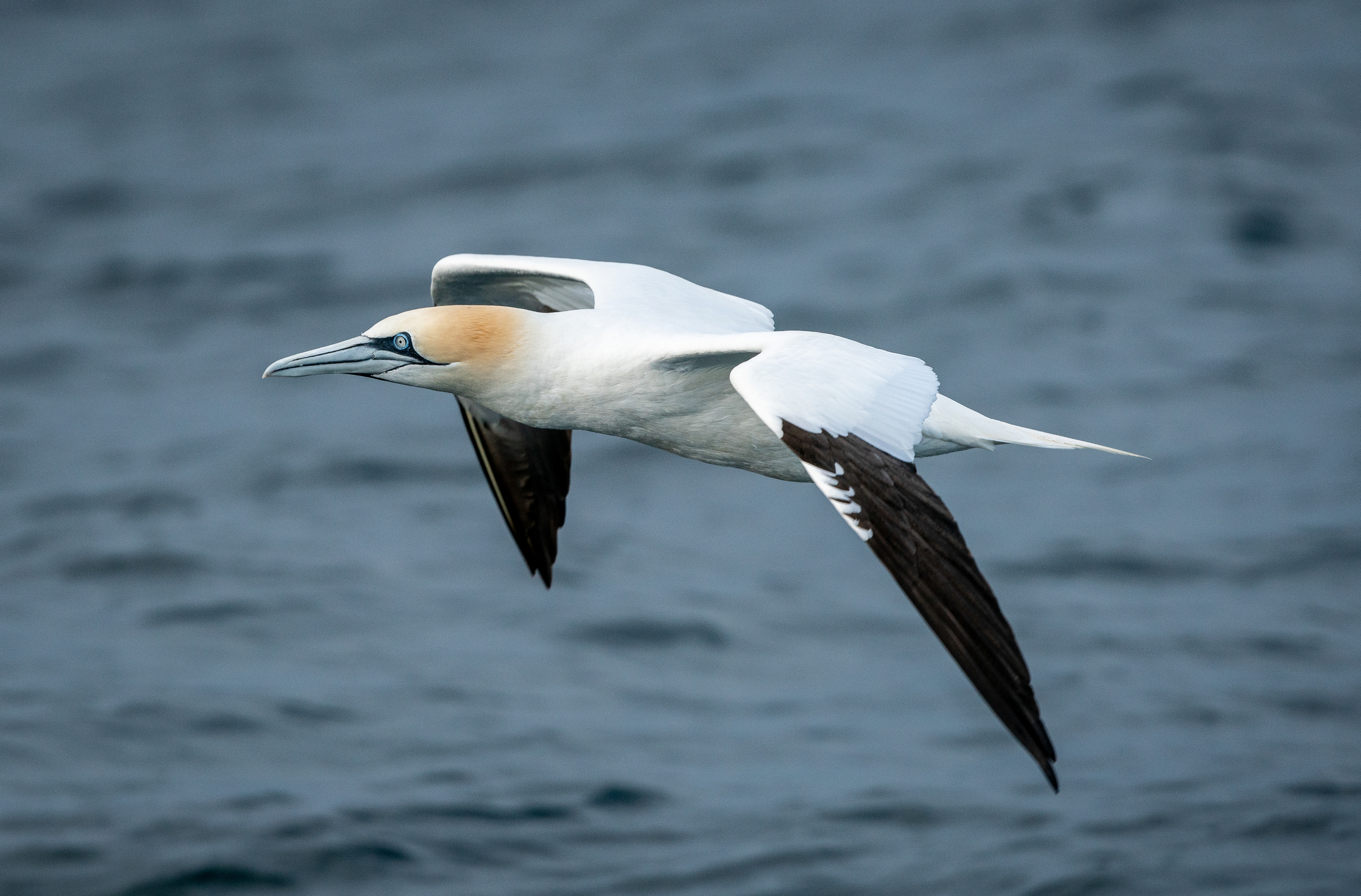 Gannet in the English Channel