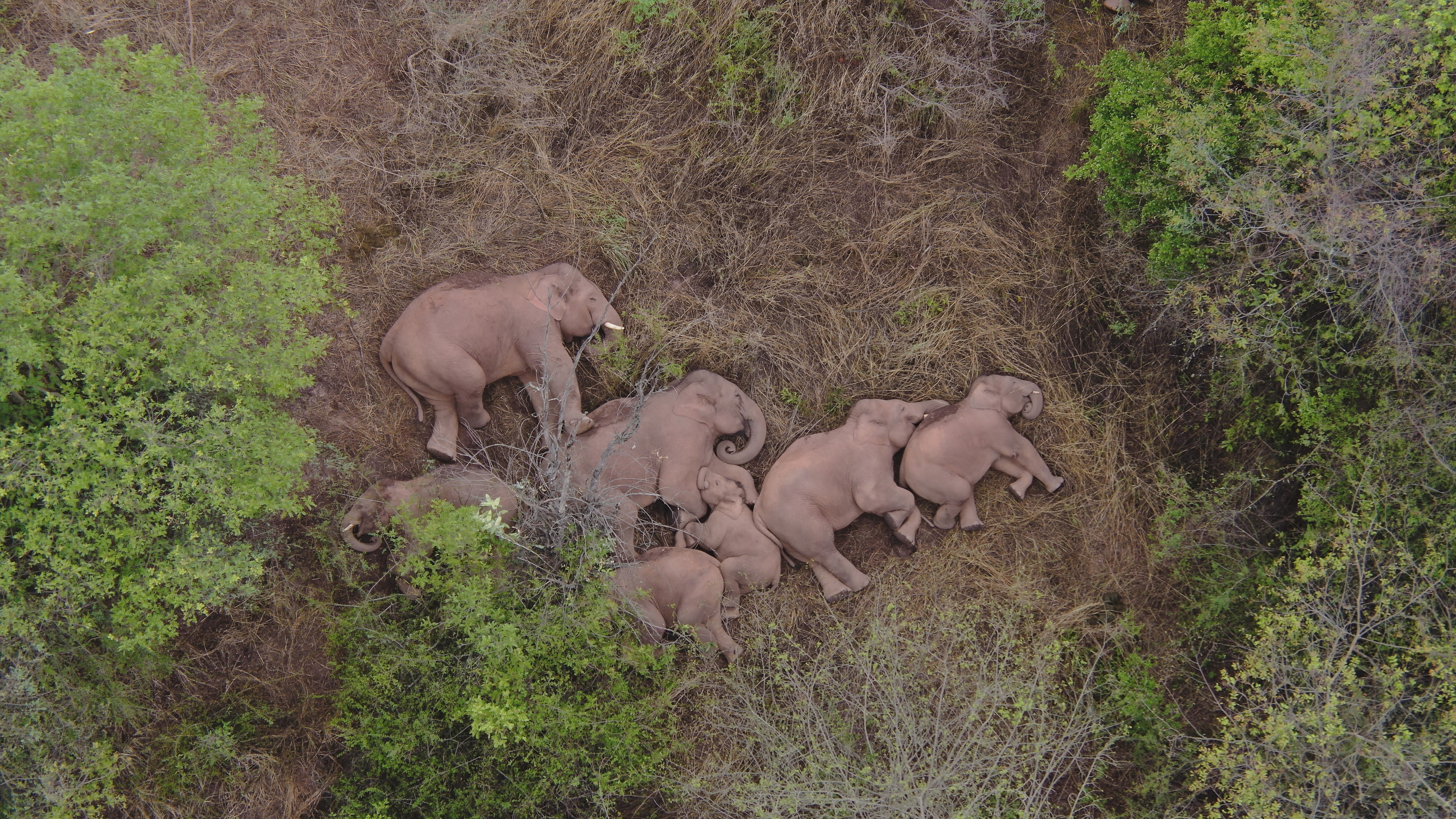 A migrating herd of elephants rests near the Xinyang Township in the Jinning District of Kunming city of south-western China's Yunnan Province 