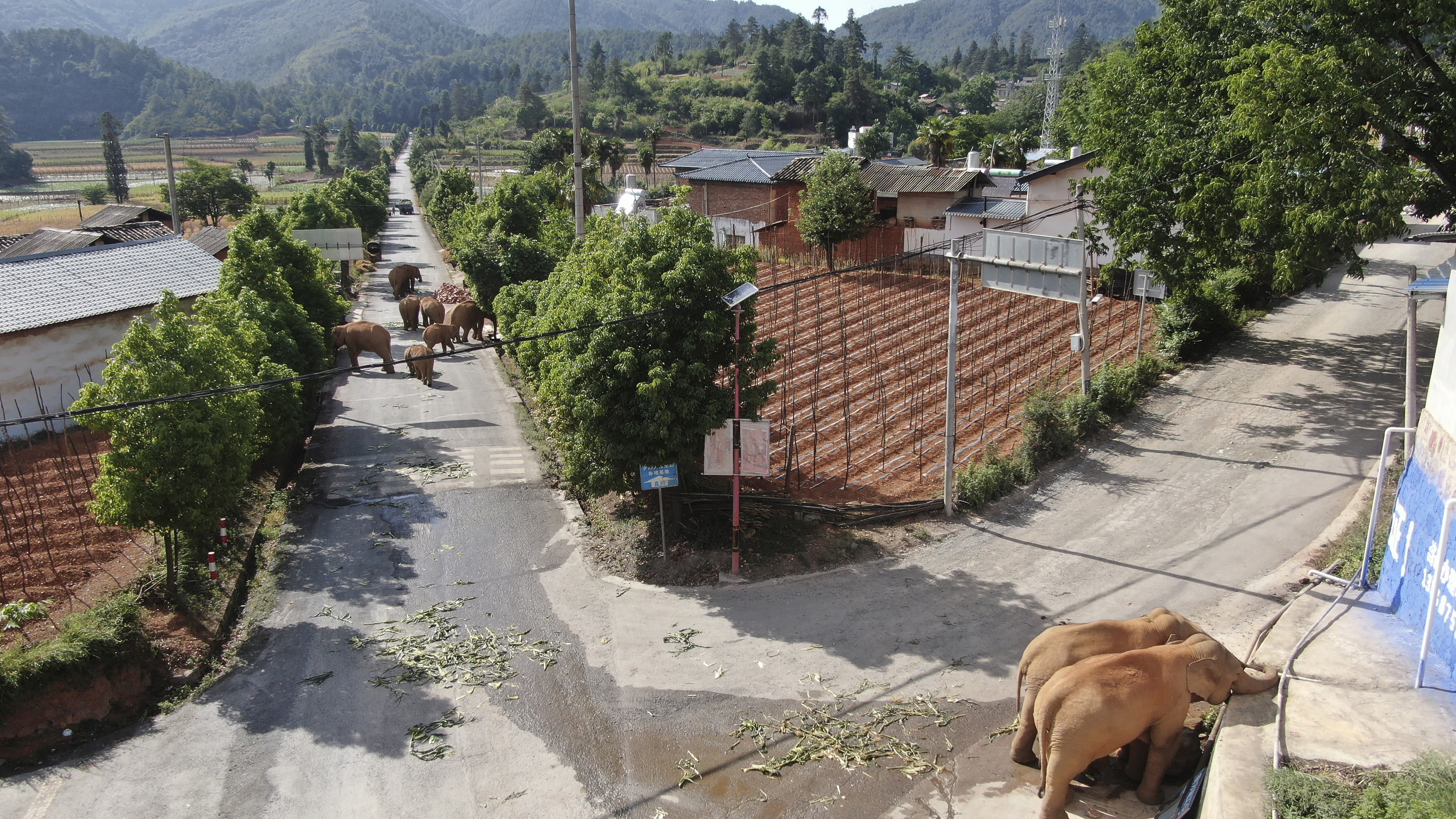 A migrating herd of elephants roam through a neighbourhood near the Shuanghe Township, Jinning District of Kunming city in south-western China's Yunnan Province