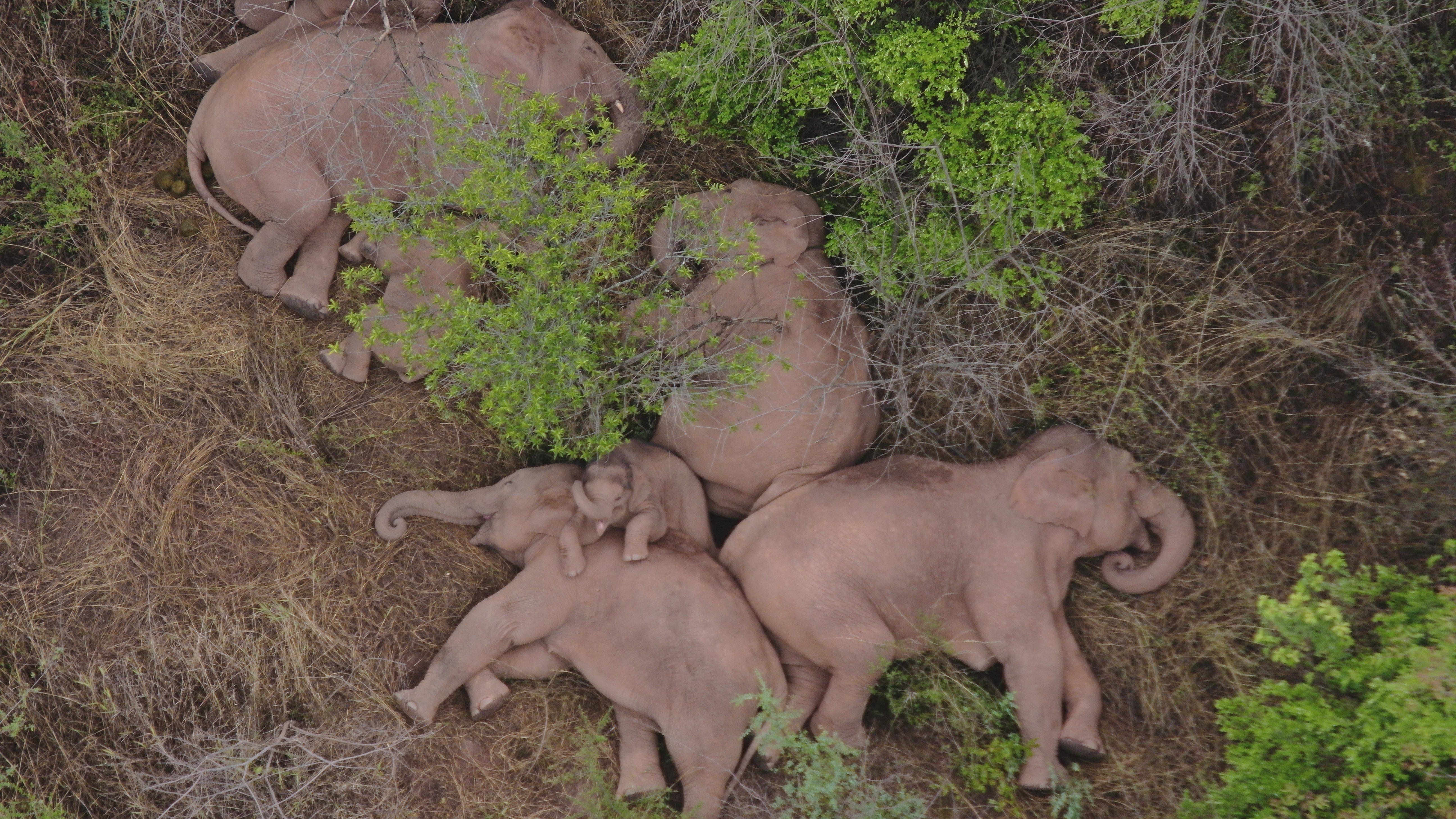 A migrating herd of elephants rests near Xinyang Township in Jinning District of Kunming city in south-western China's Yunnan Province