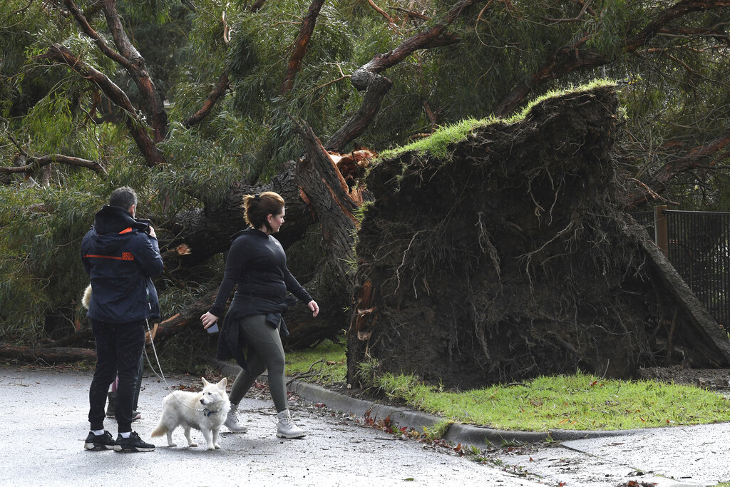 Residents look at a downed tree following storm damage in Melbourne