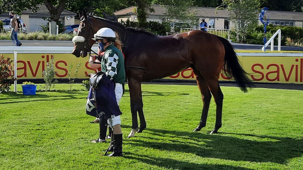 Real Appeal following his Leopardstown win