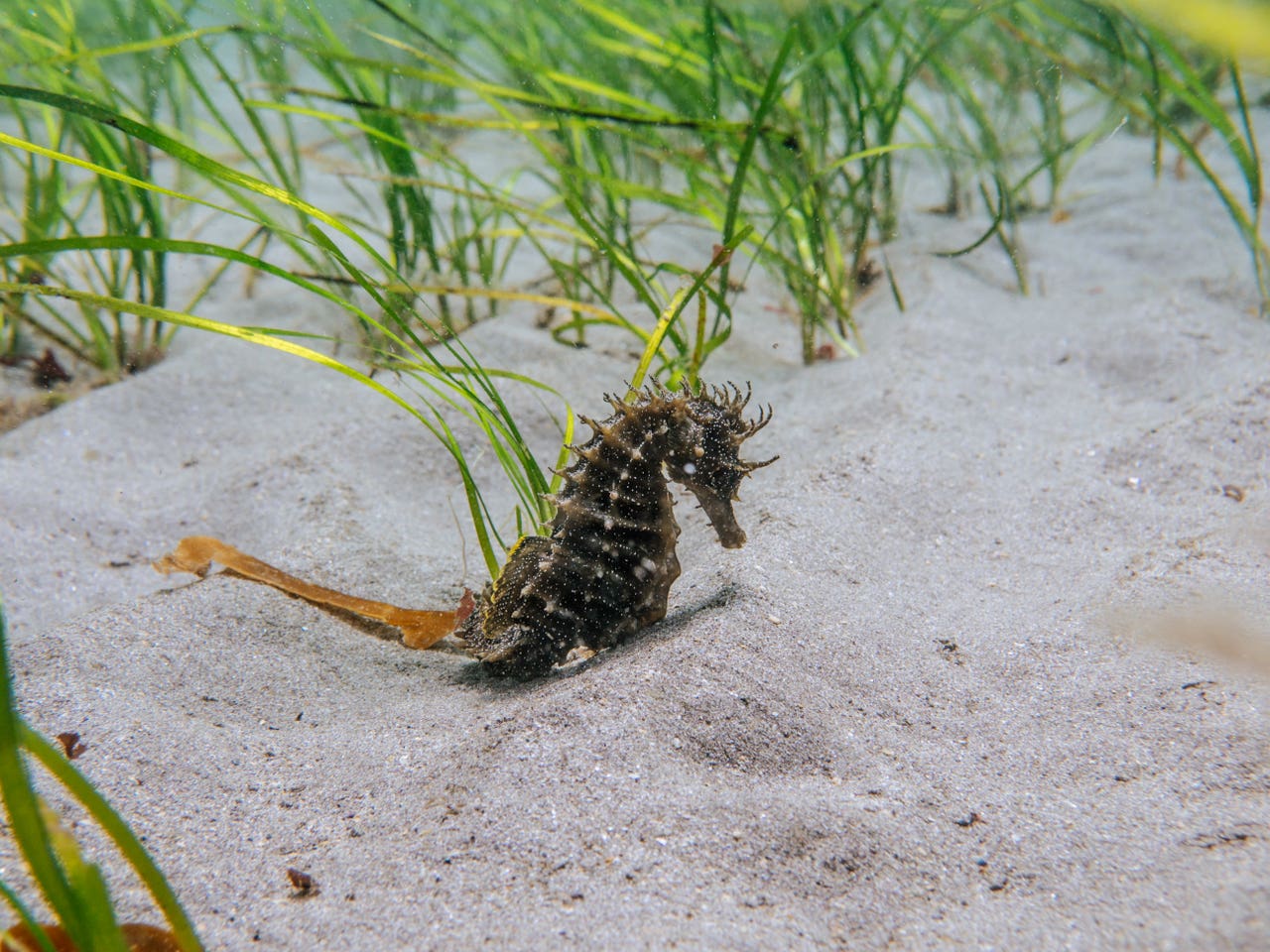 Diver spots rare seahorse off UK coast Irvine Times