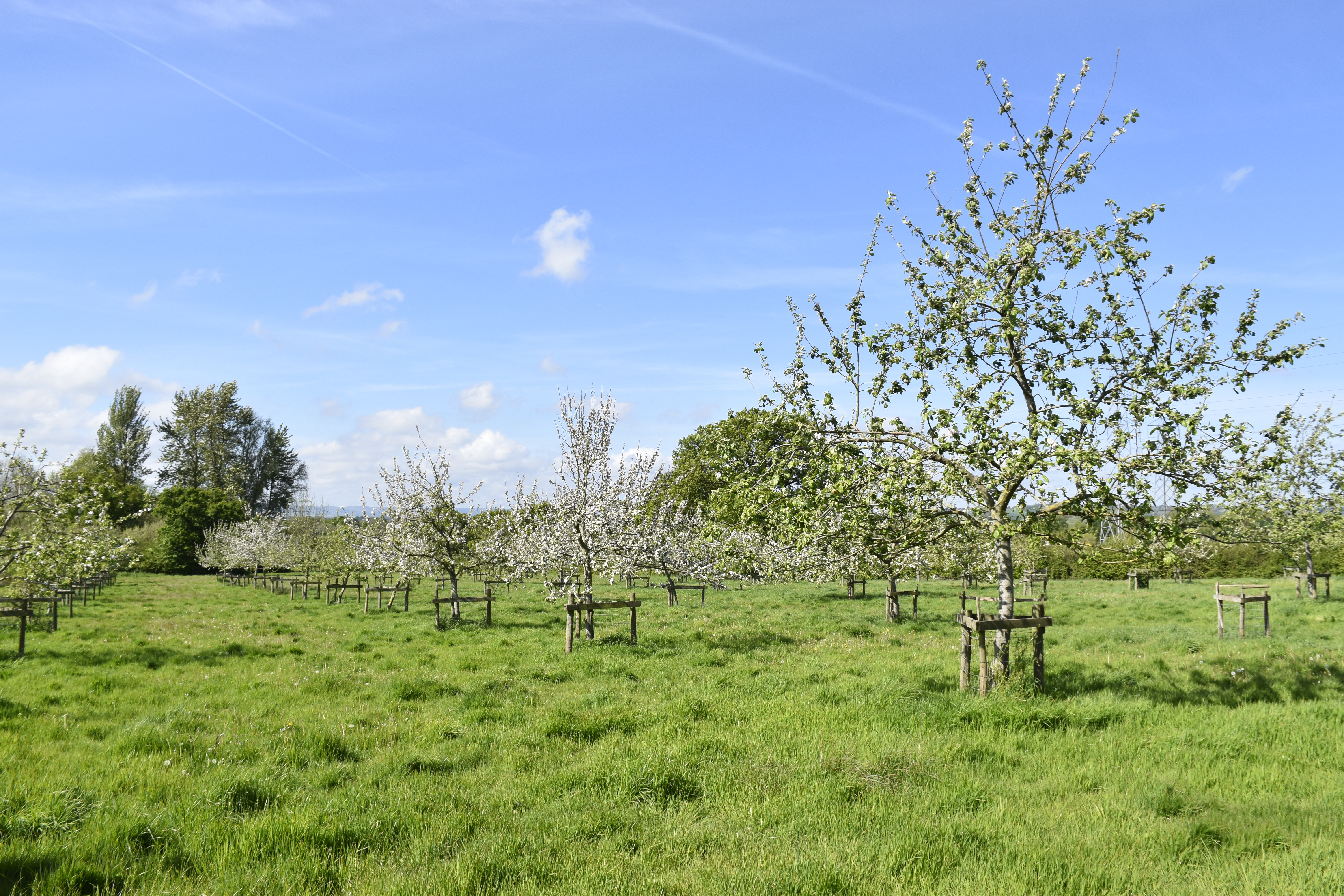 Around 300 new blossoming fruit and nut trees will be planted at Killerton to provide harvest produce and a food source for pollinators (Emma Jones/National Trust/PA).