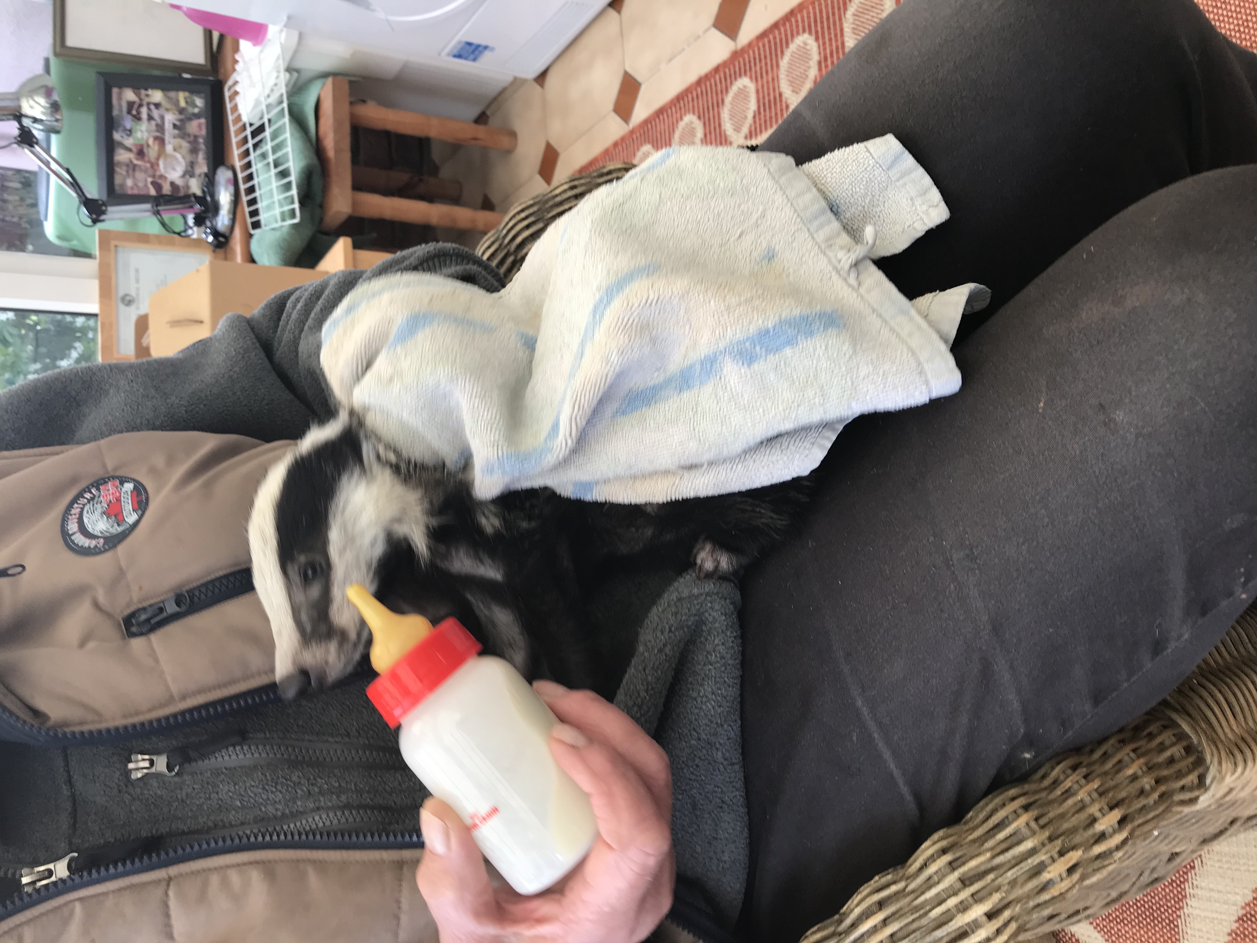 Stormzy the badger cub made a swift recovery after being found in a bad state after bad weather in Suffolk