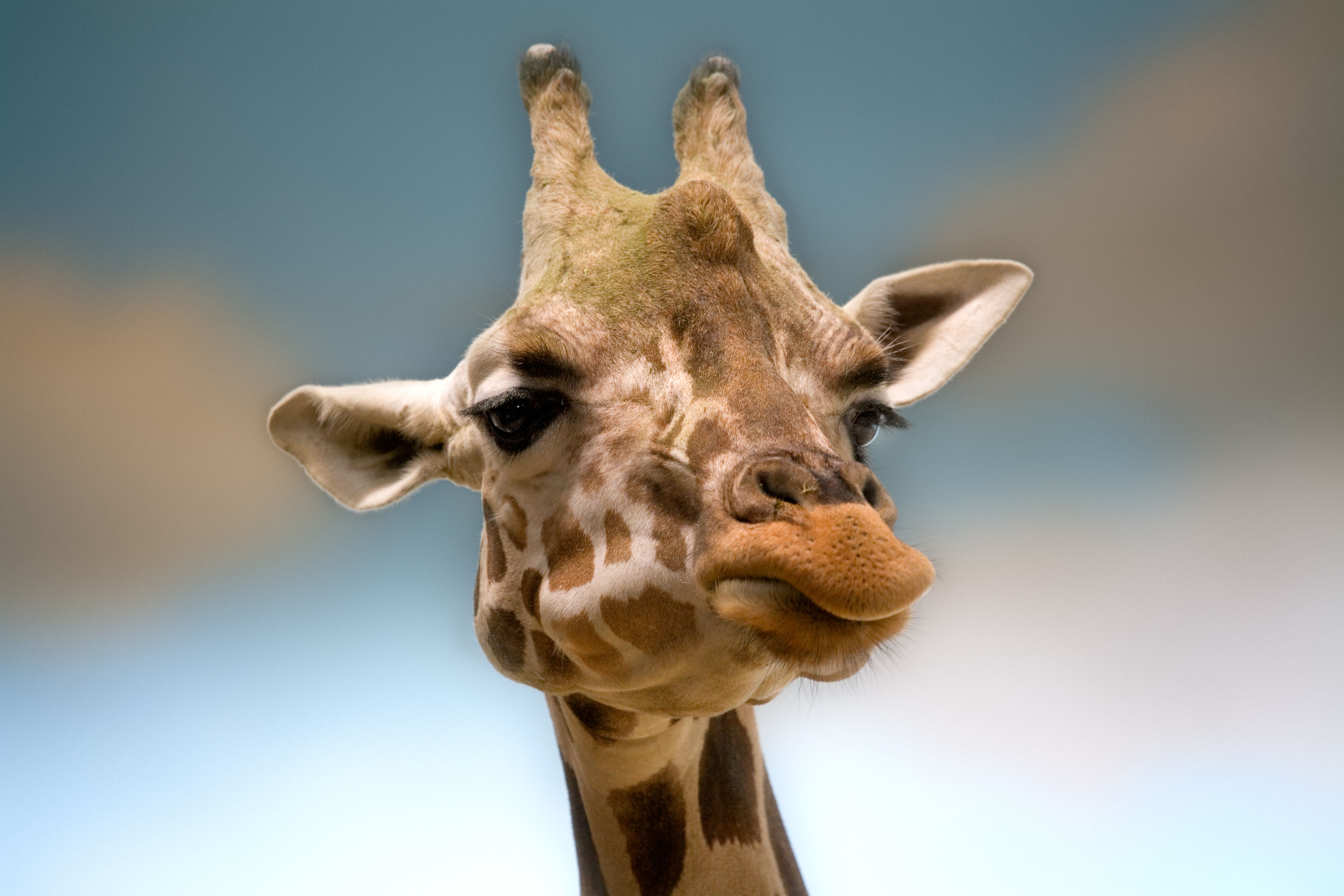 Giraffe headshot