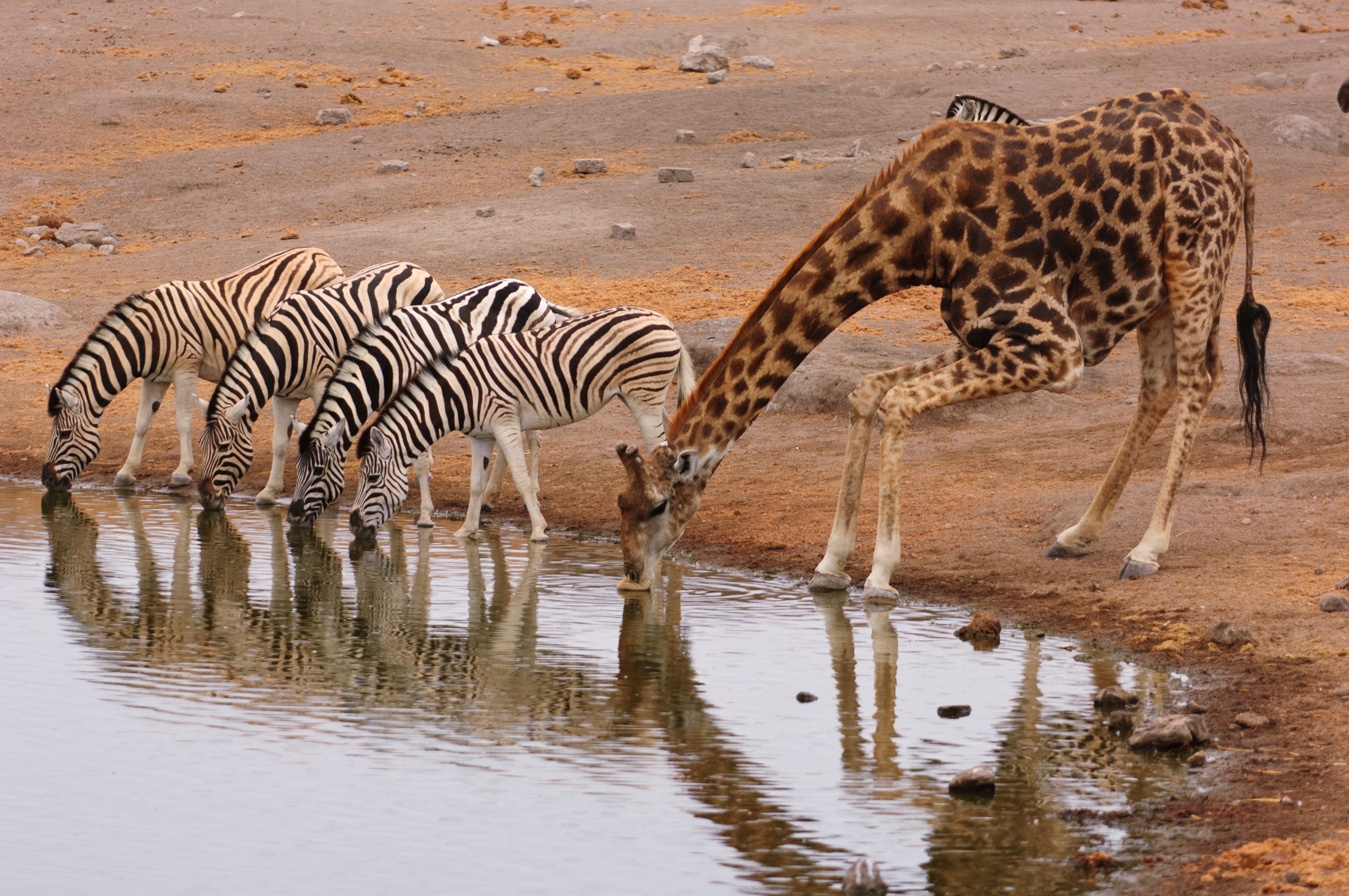 Giraffe drinking from watering hole