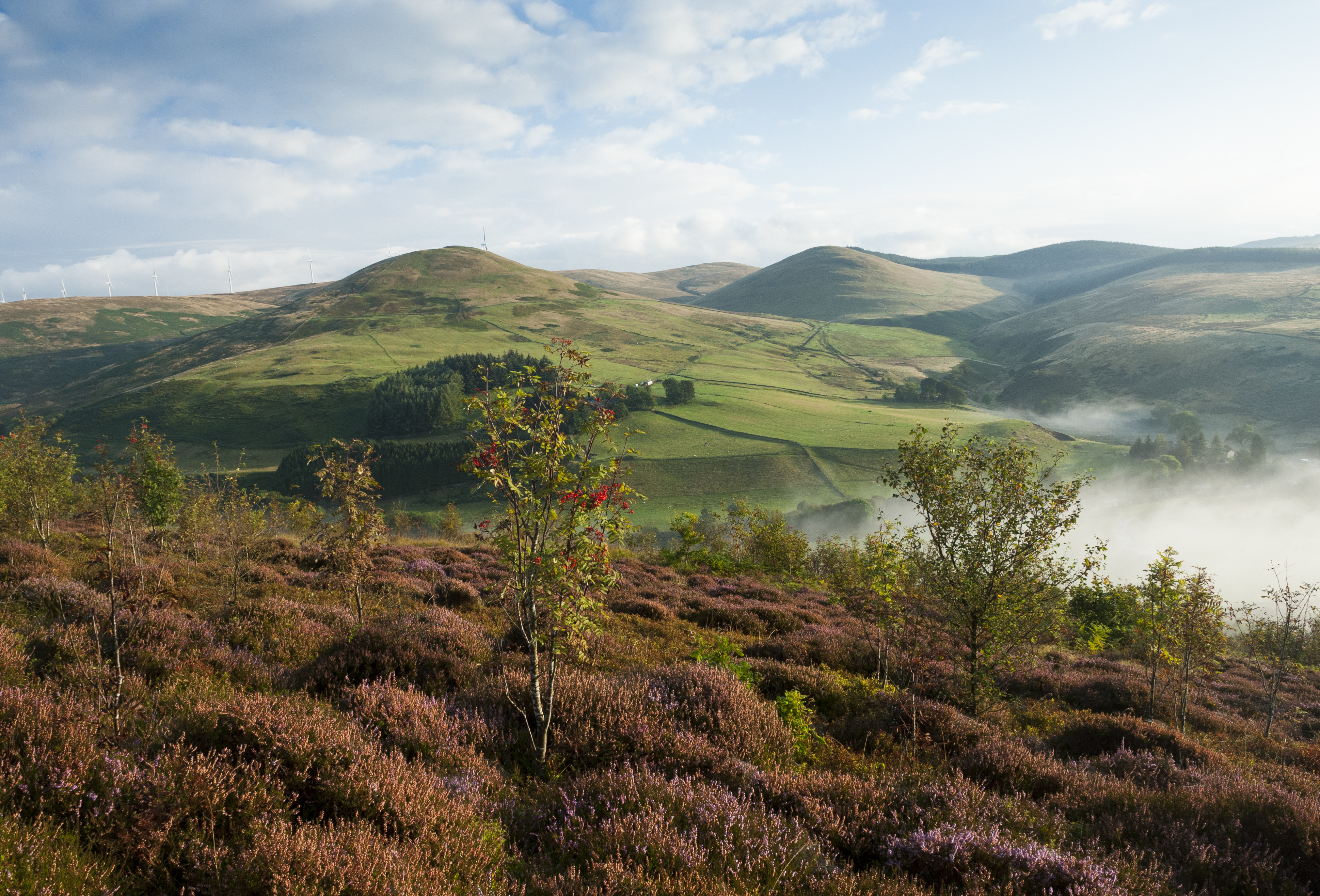 New trees in the landscape in Perthshire, Scotland