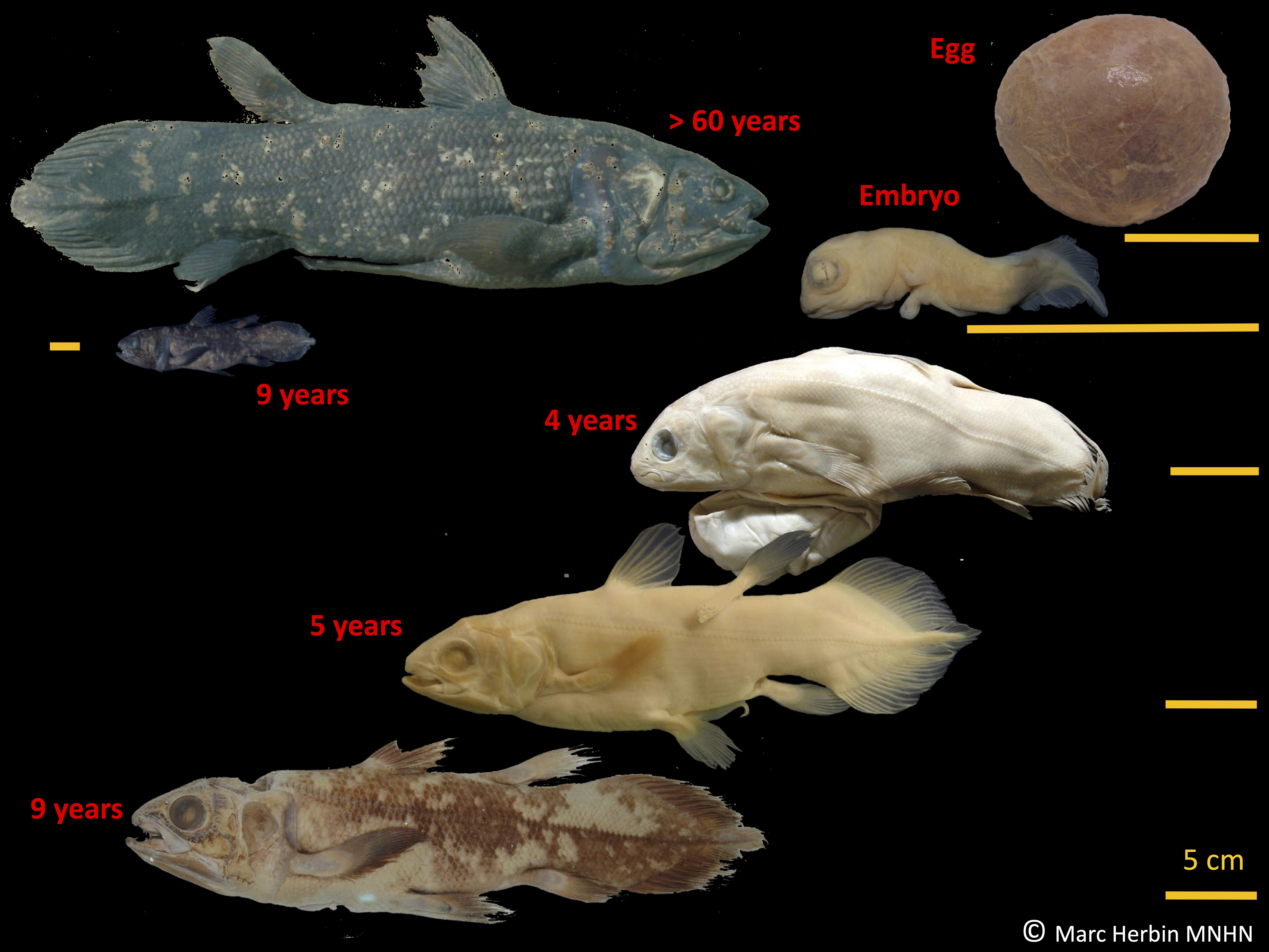 The development stages of the coelacanth fish