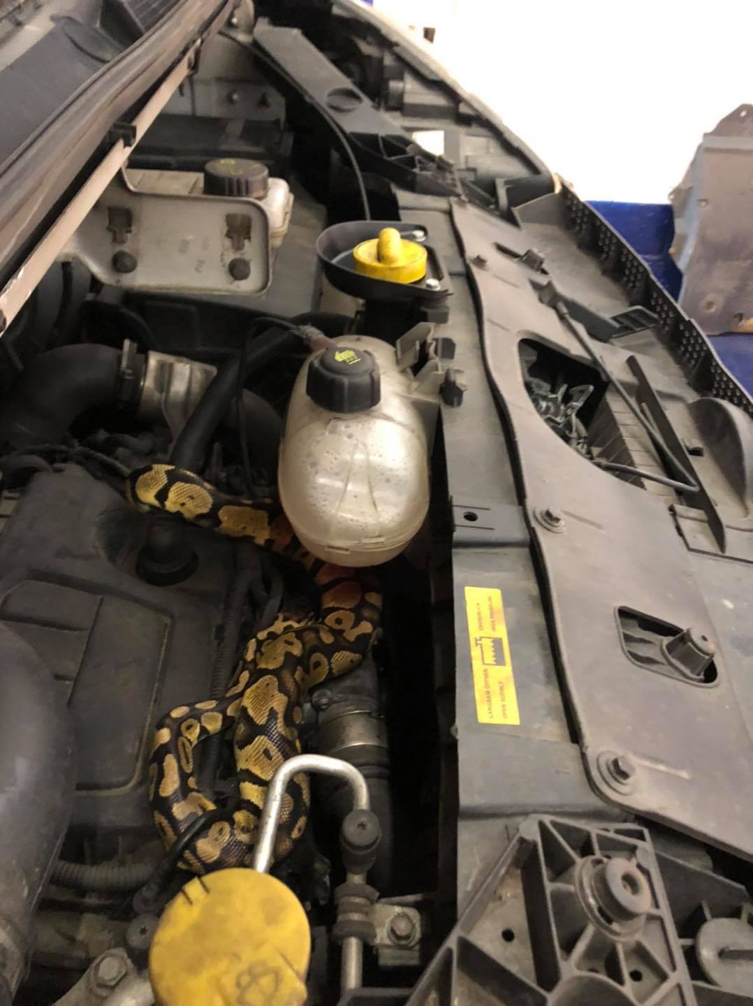 A mechanic found a python under a car bonnet during an MOT test in Wymondham, Norfolk (CSN Autos/ PA)