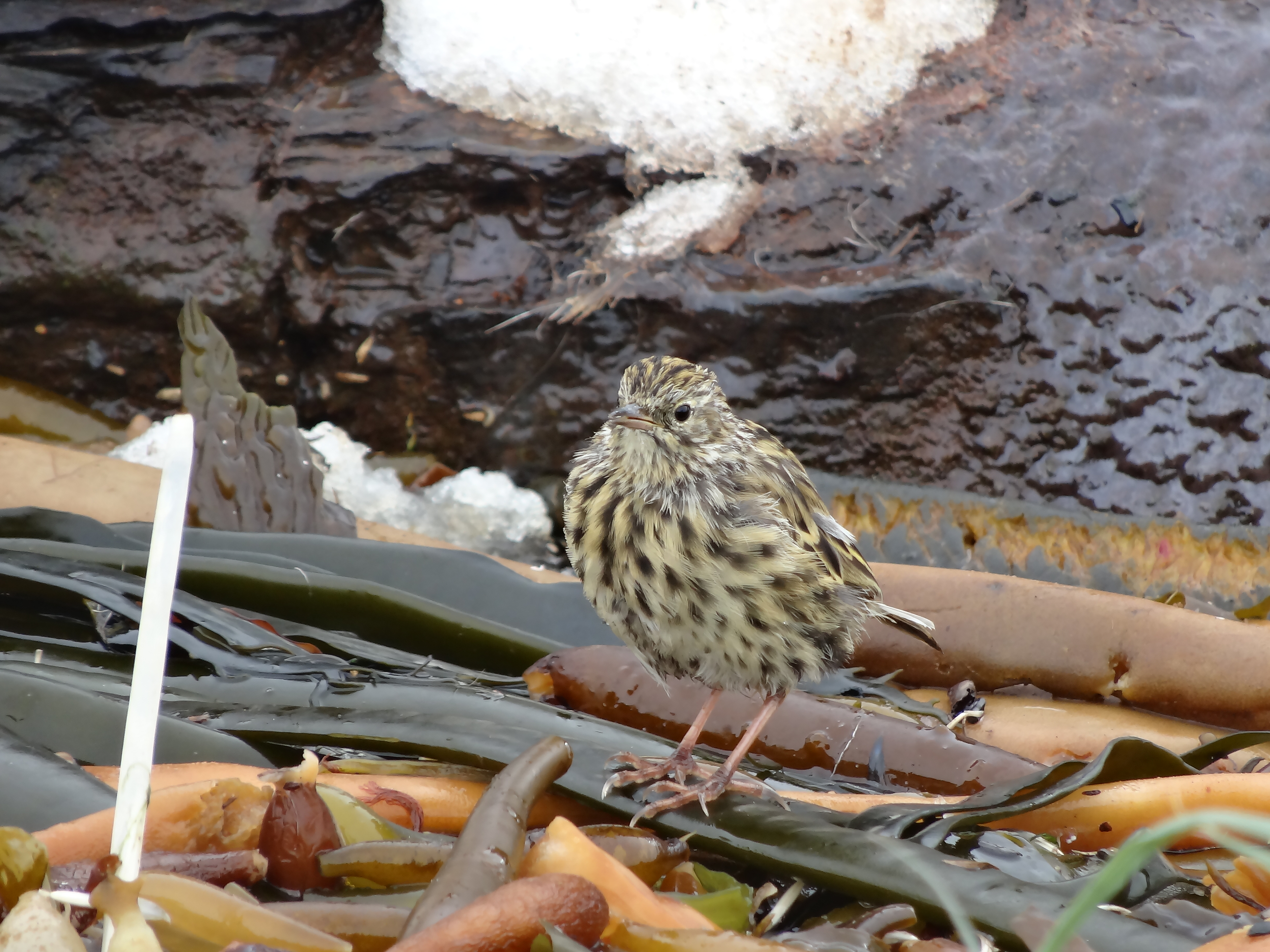 South Georgia pipit is the most southerly songbird in the world (GSGSSI/PA)